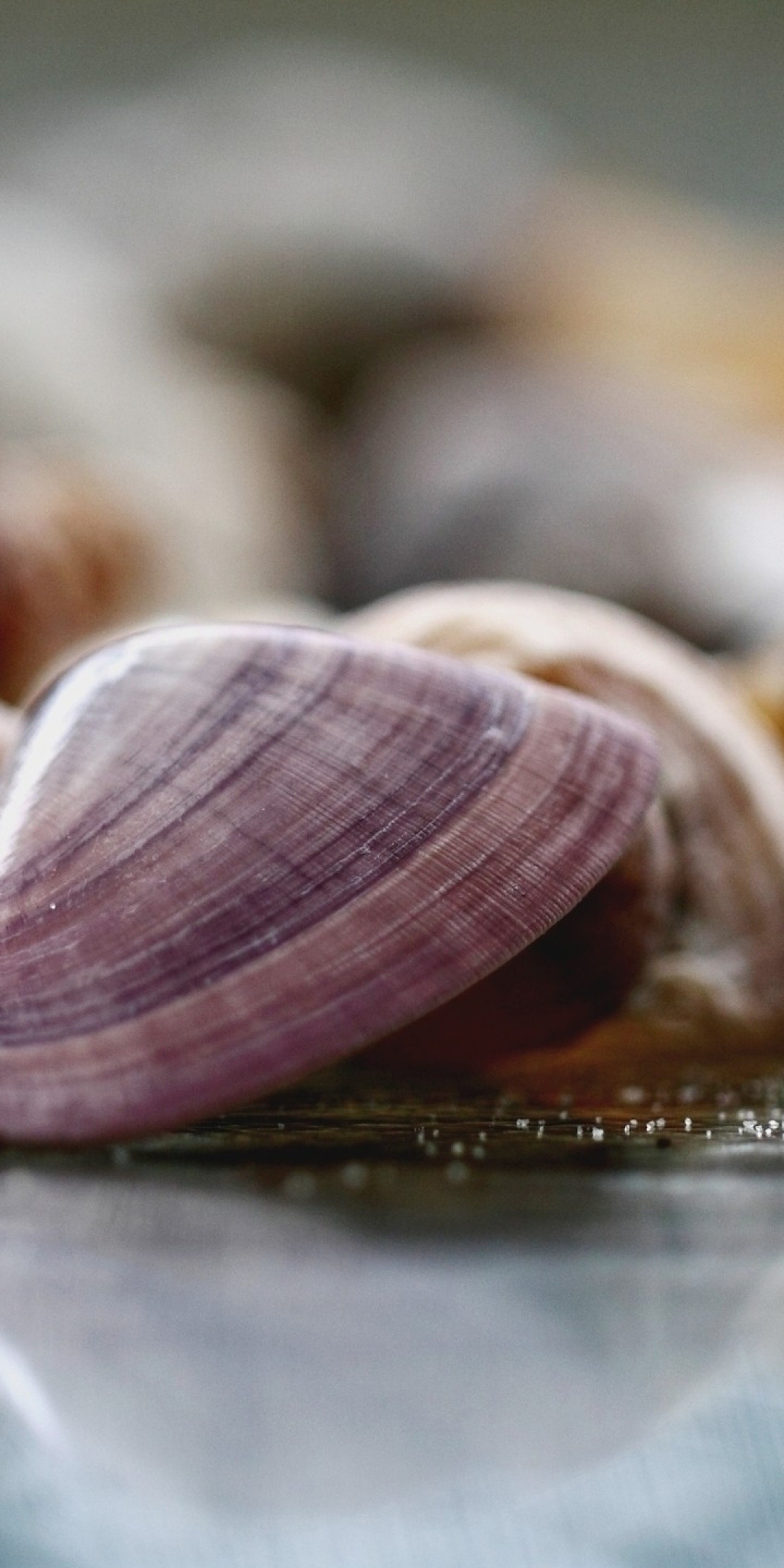 Seashells, colorful, blur, close up, 1080x2160 wallpaper