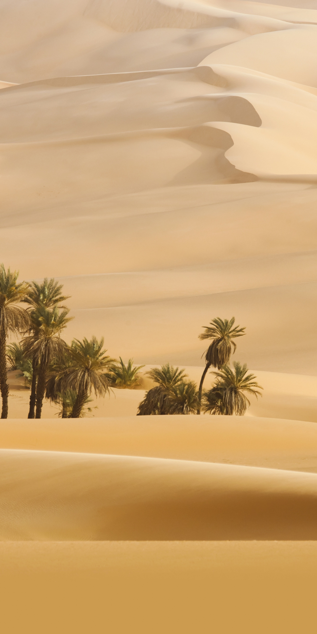 Landscape, desert, palm trees, 1080x2160 wallpaper