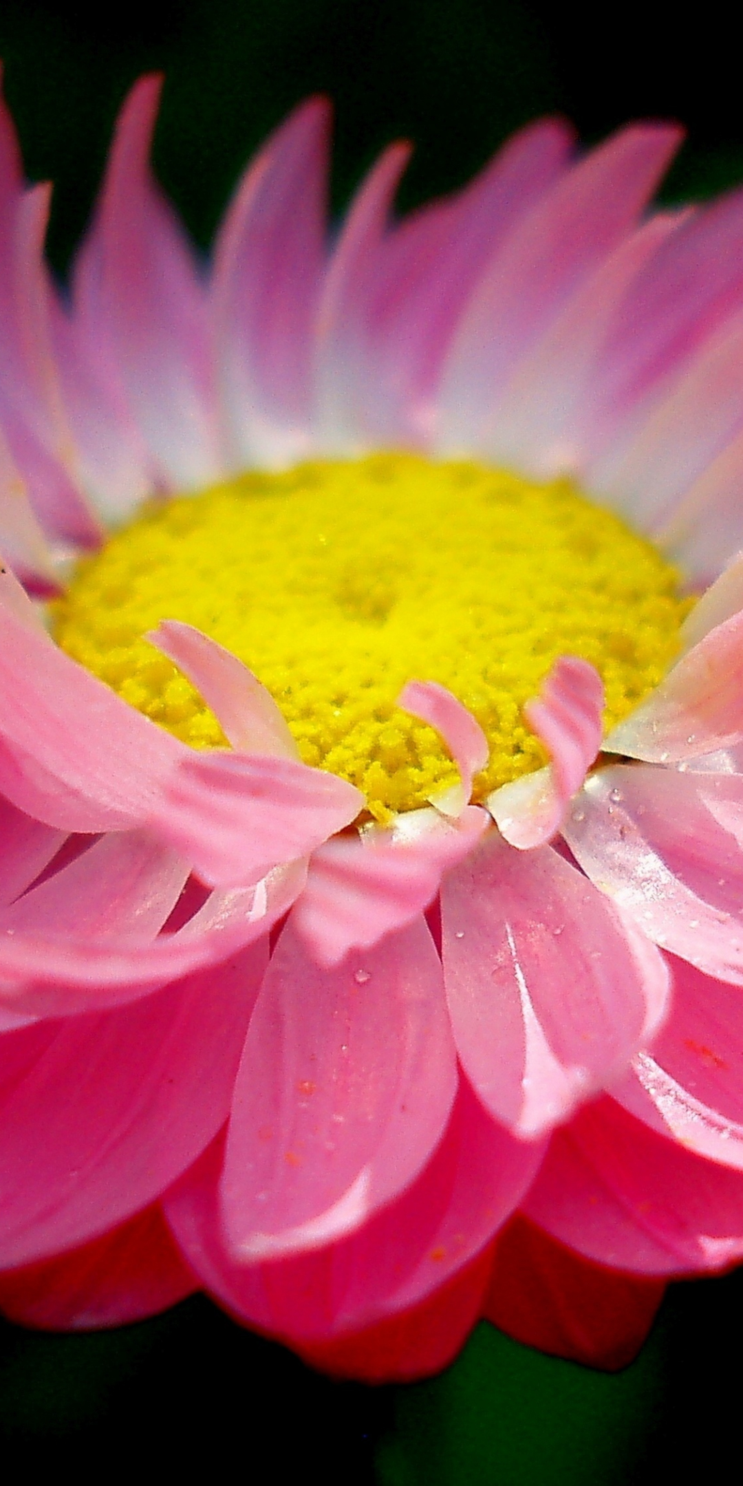 Close up, pink daisy, bloom, 1080x2160 wallpaper