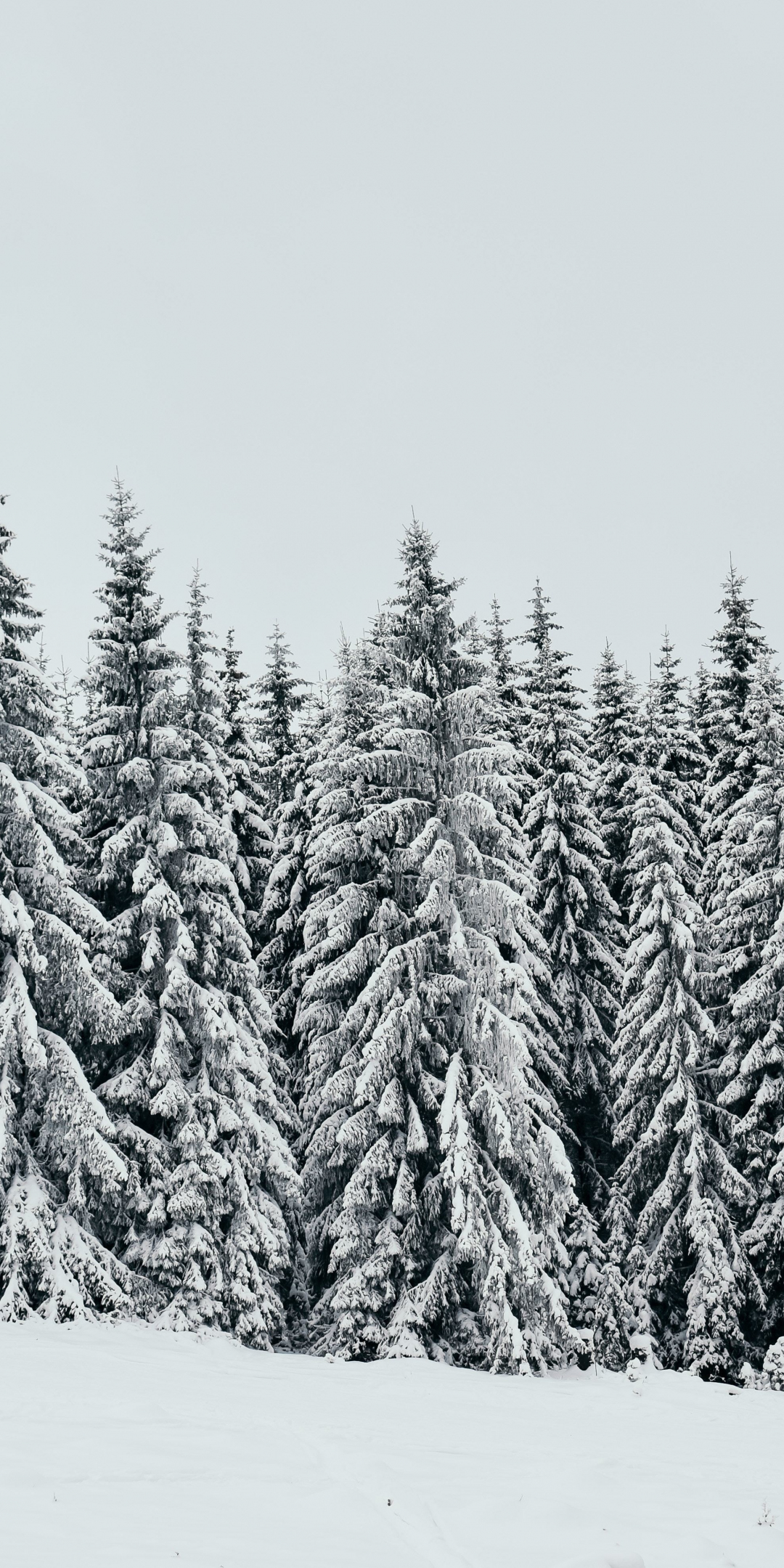 White, snow layer, pine trees, nature, 1080x2160 wallpaper