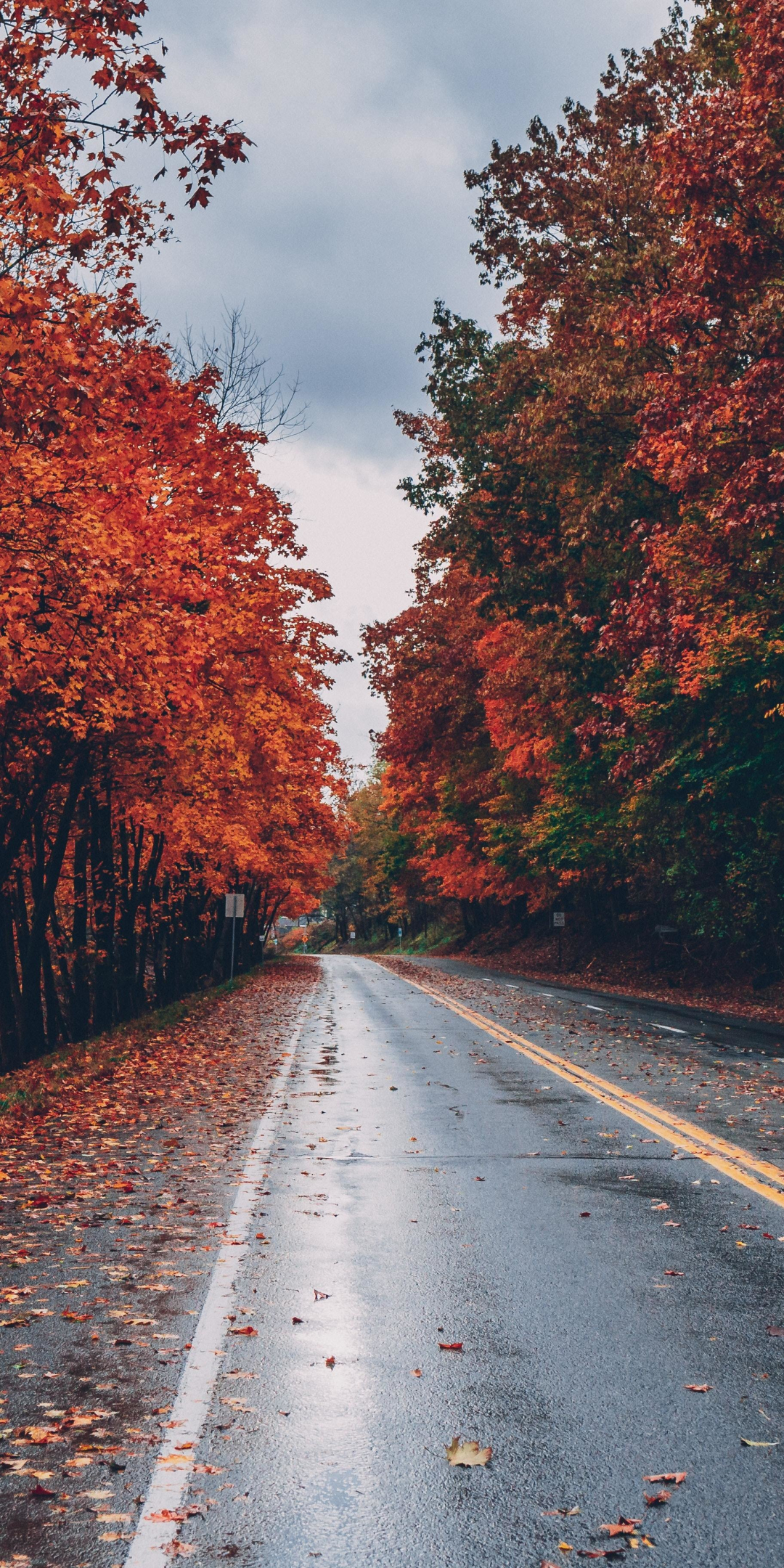 Road, autumn, tree, highway, 1080x2160 wallpaper