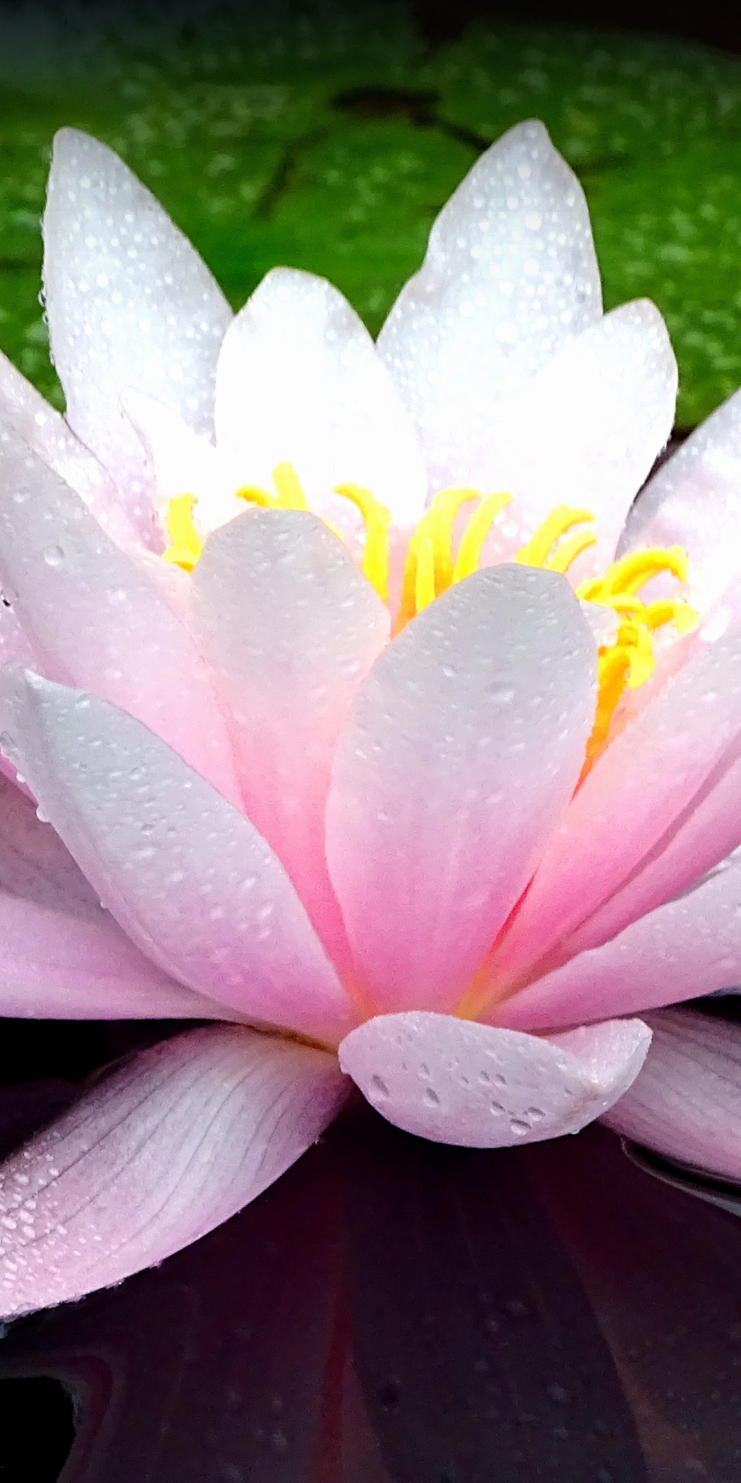 Pink flower, lotus, flower, lake, bloom, water drops, 1080x2160 wallpaper