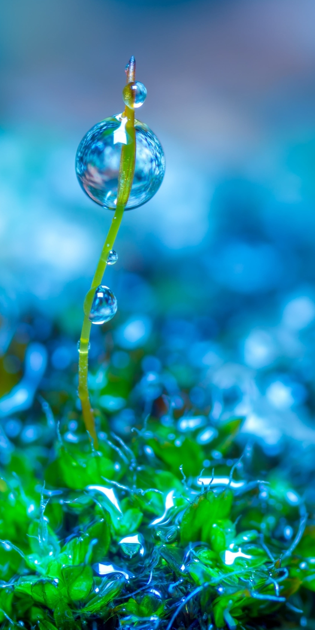 Green leaves, close up, water drops, 1080x2160 wallpaper