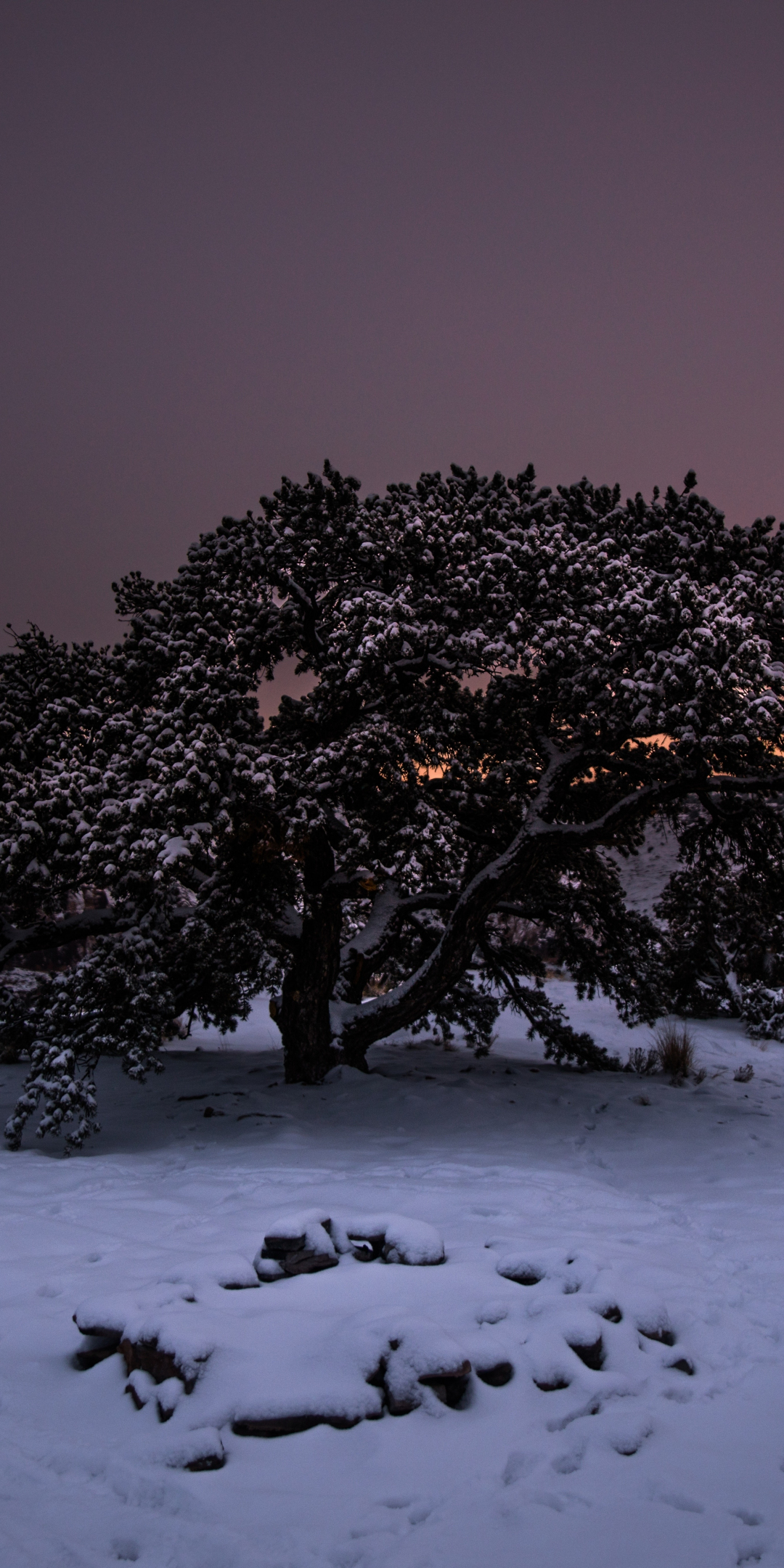 Tree, sunset, winter, landscape, 1080x2160 wallpaper