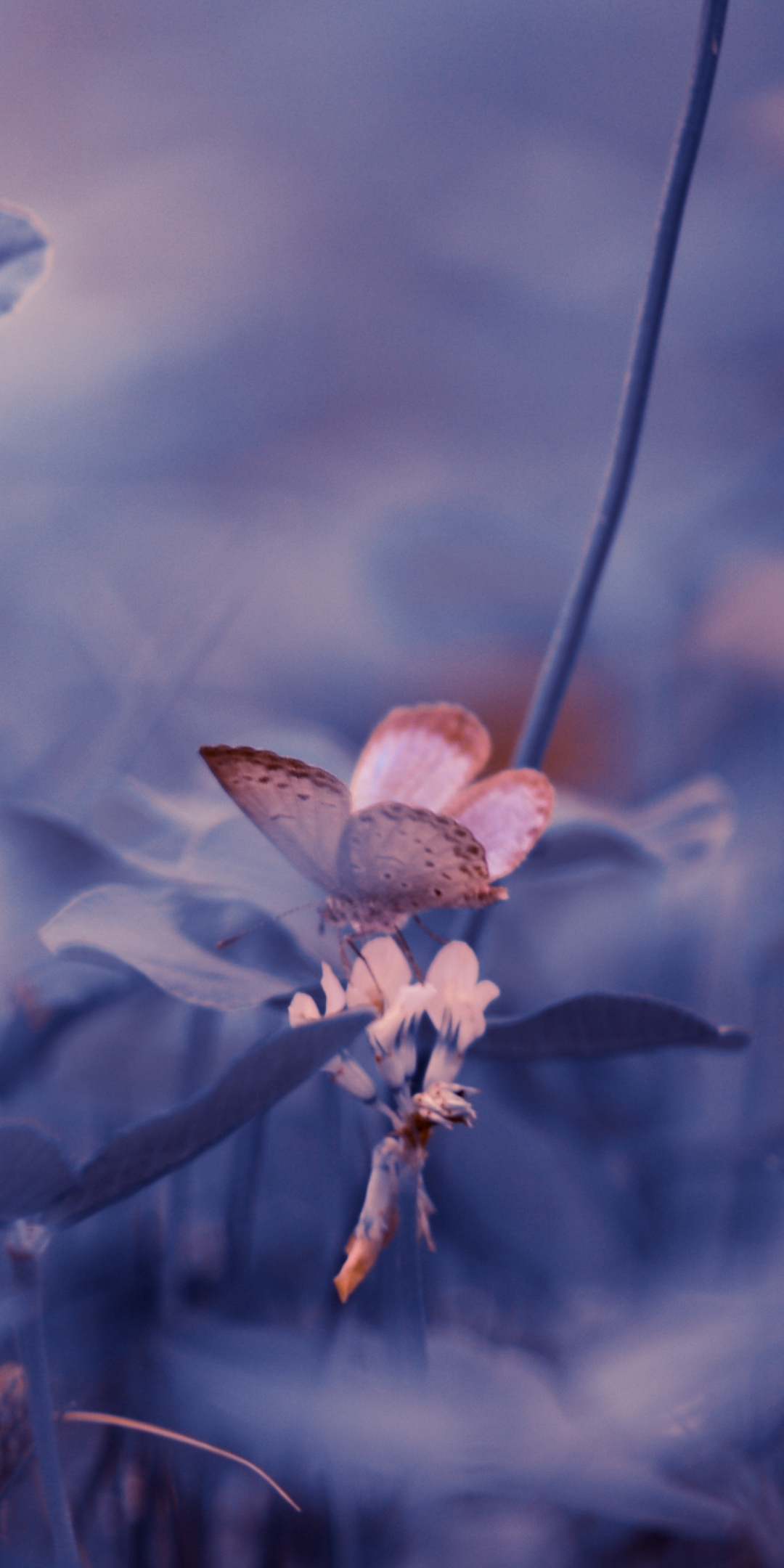 Portrait, butterfly, insect, blur, 1080x2160 wallpaper