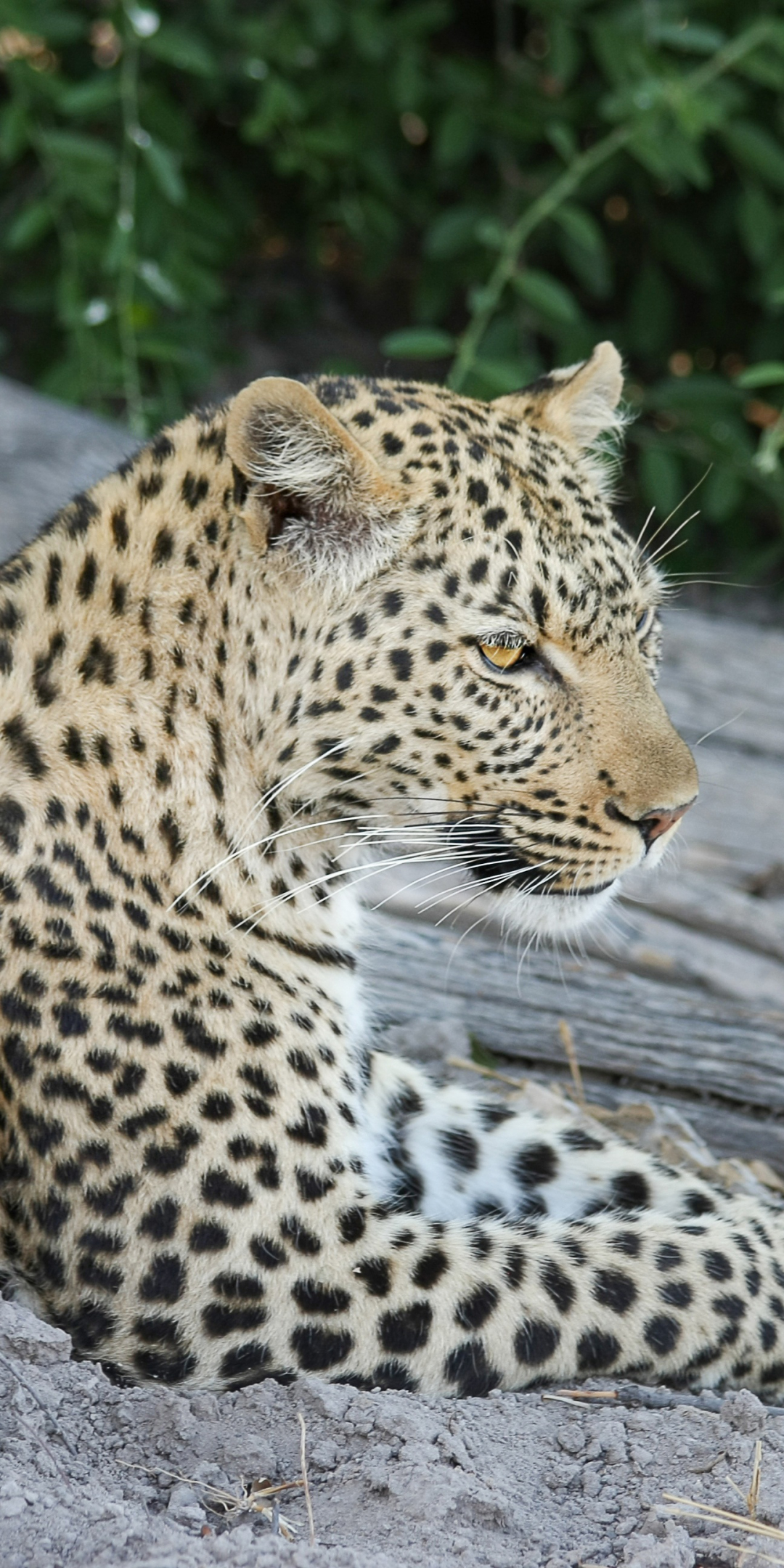 African leopard, wild animal, predator, relaxed, 1080x2160 wallpaper