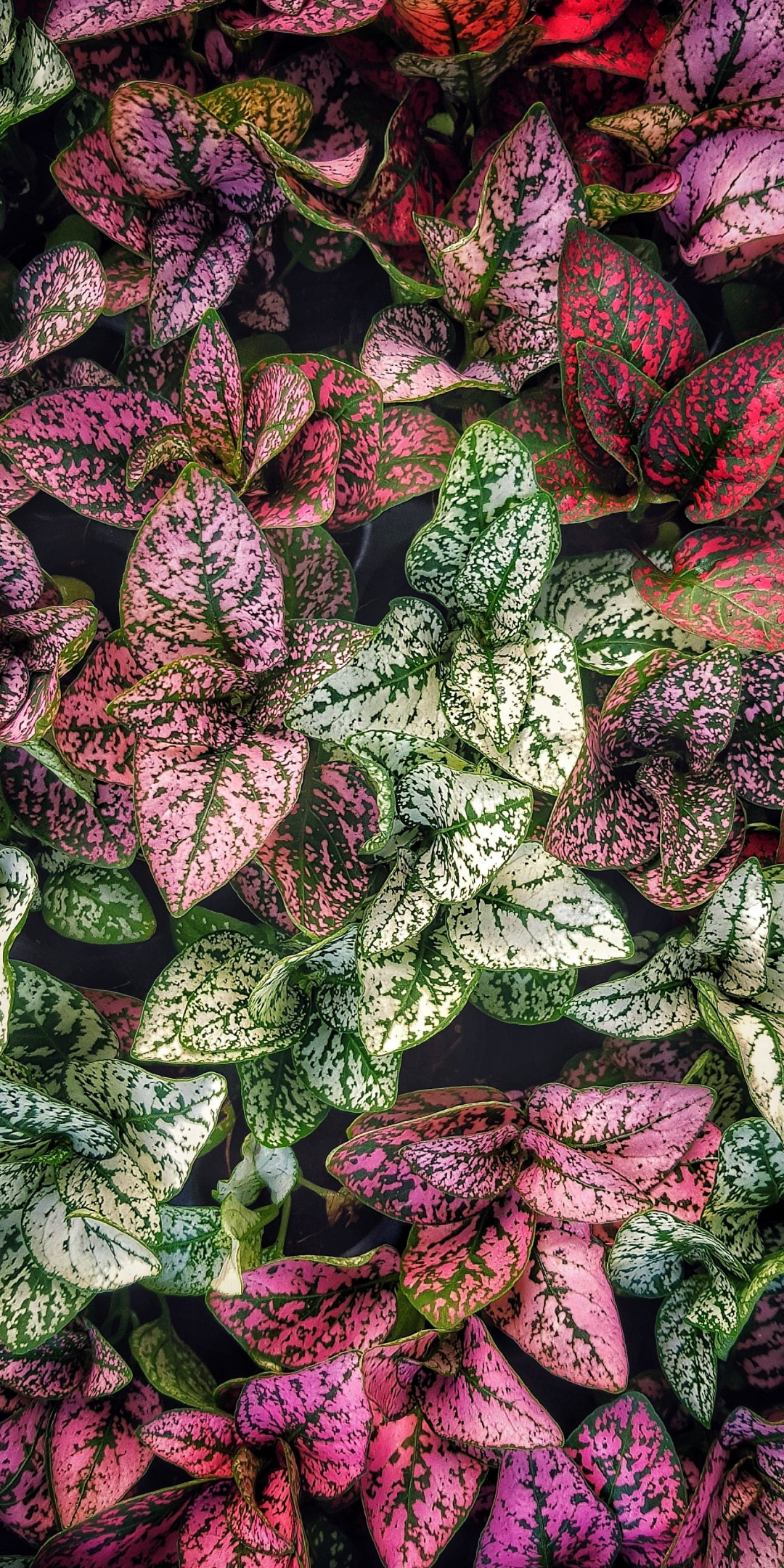 Green-red, leaves, plants, 1080x2160 wallpaper