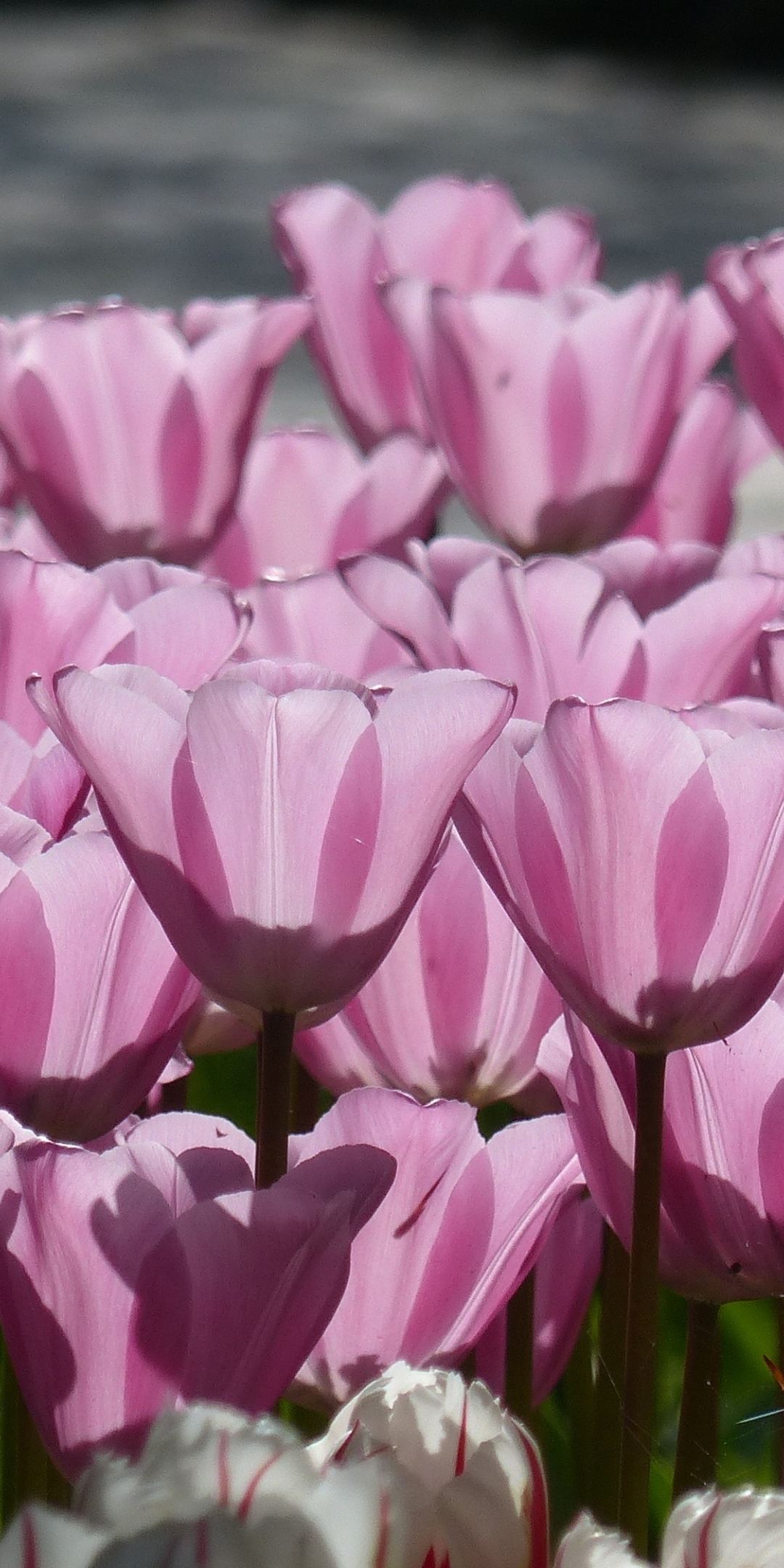 Tulip, pink, spring, flowers, 1080x2160 wallpaper