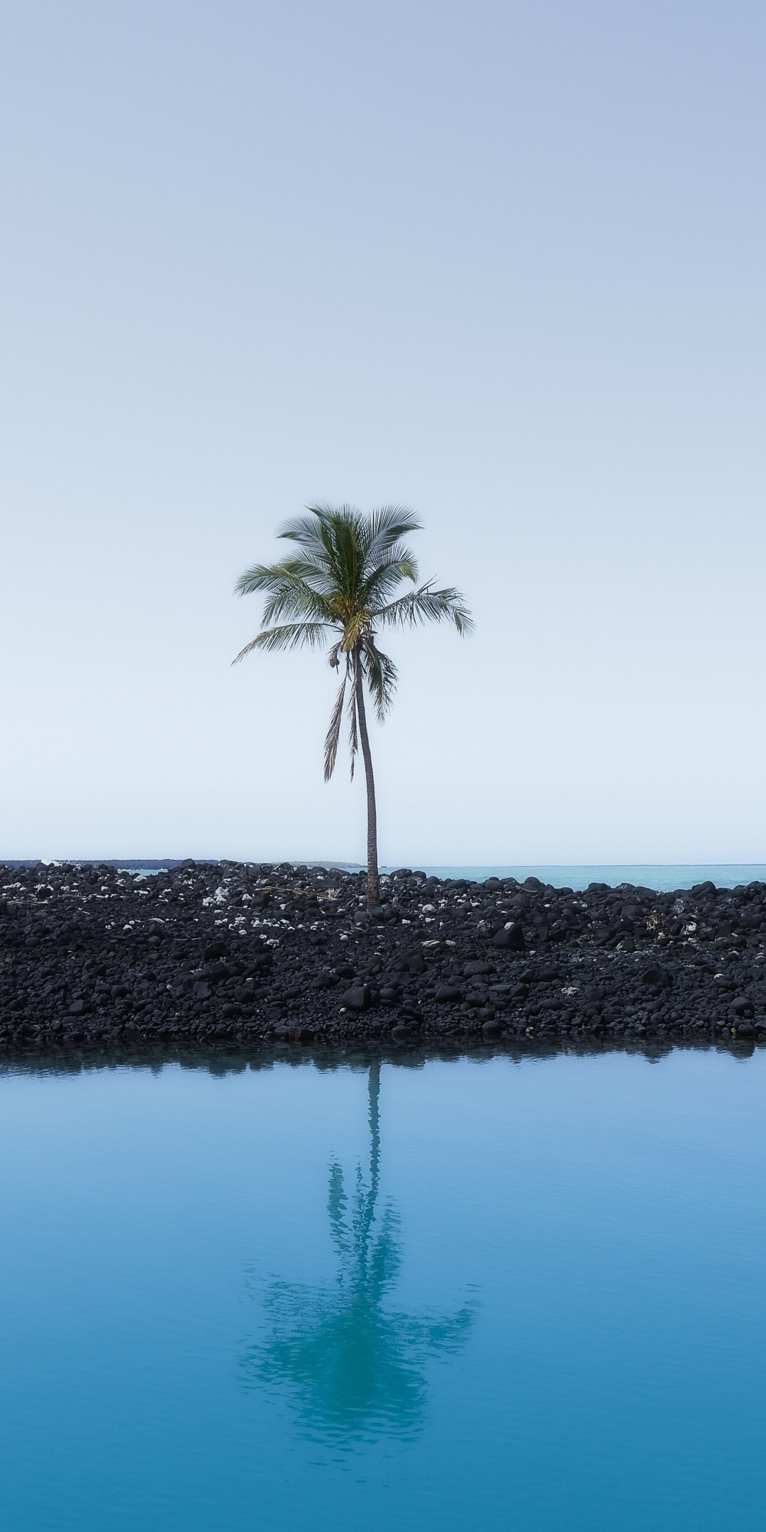 Palm tree, sky, reflections, 1080x2160 wallpaper