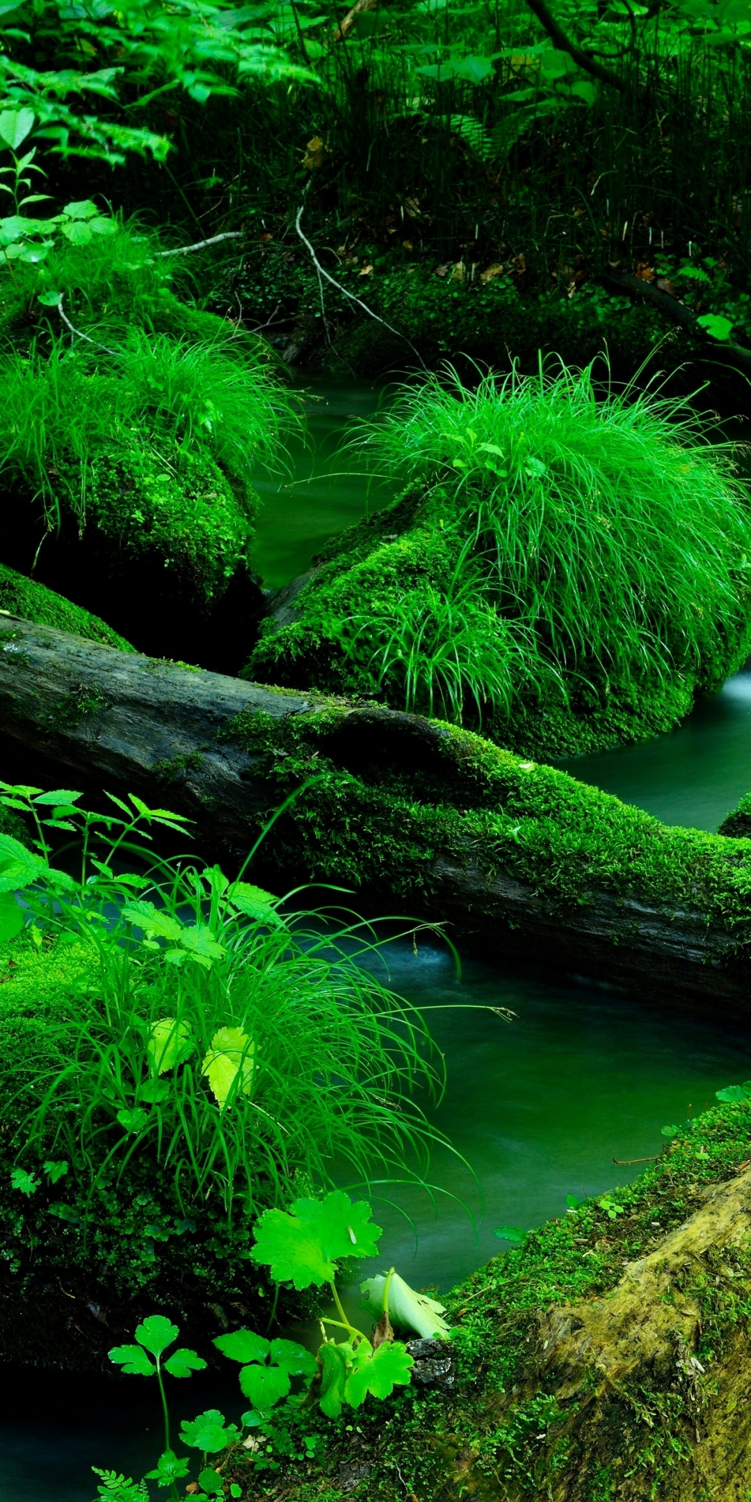 Nature, moss on rocks, big wood log, forest, 1080x2160 wallpaper