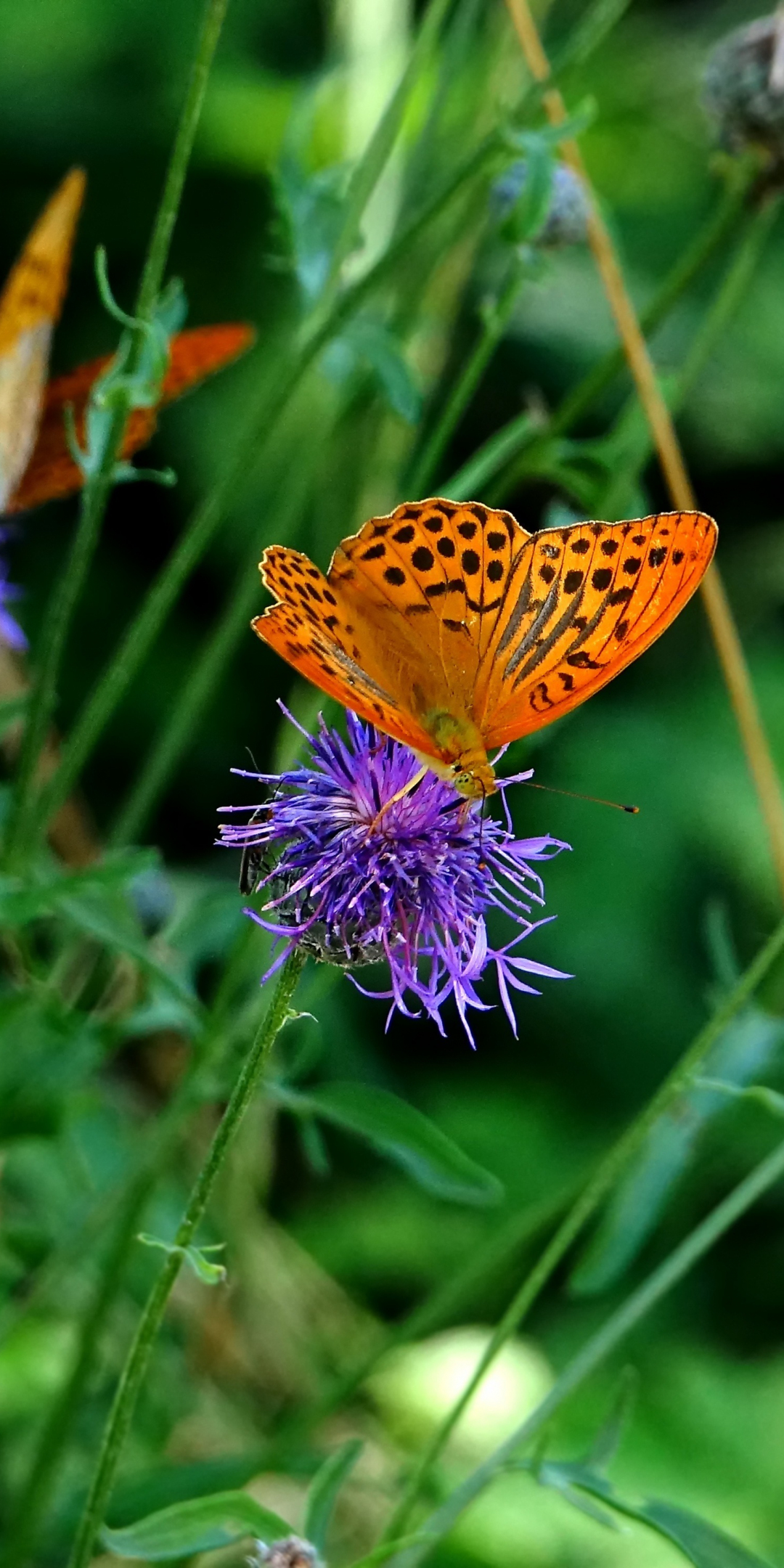 Orange butterfly, insects, meadow, spring, 1080x2160 wallpaper