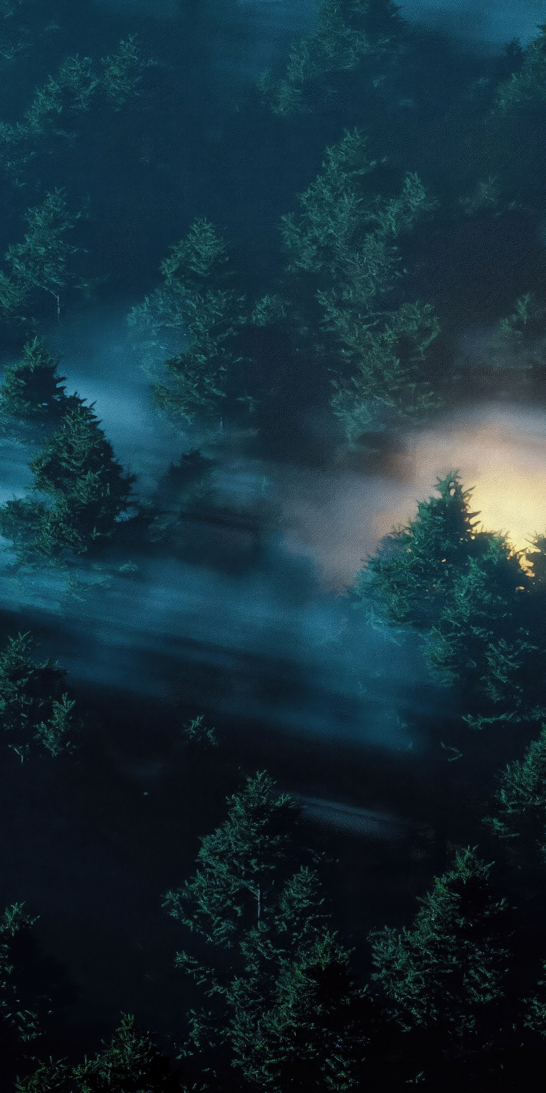 Enchanted morning, twilight in the dark forest, misty day, 1080x2160 wallpaper