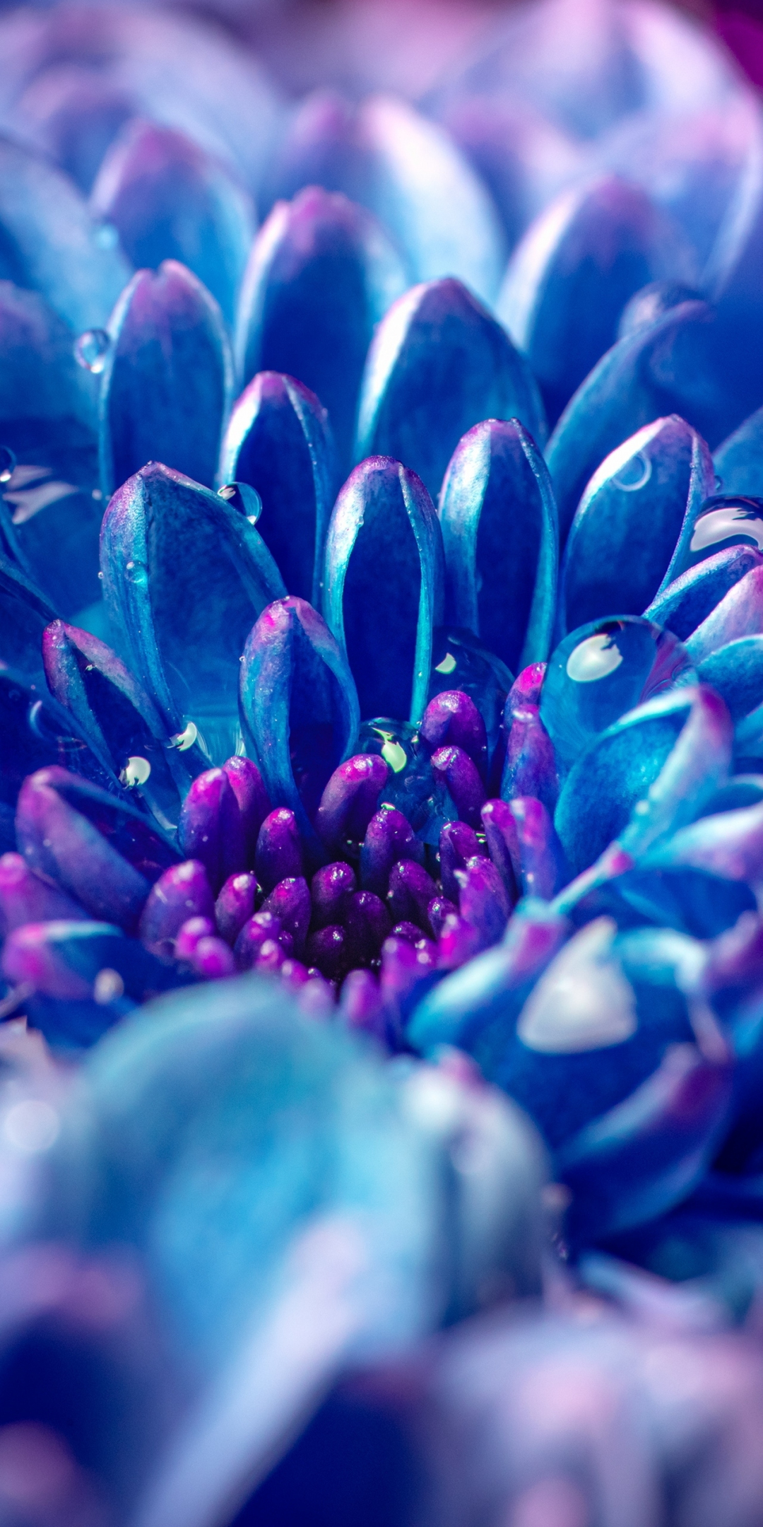Blue flower, Dahlia, close-up, 1080x2160 wallpaper