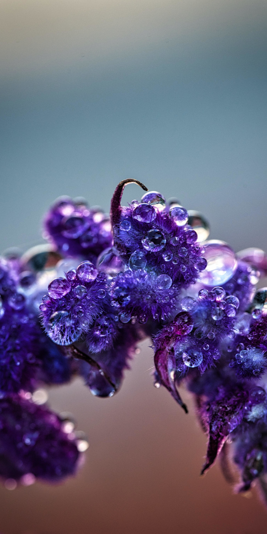 Violet flowers, water drops, blooming, close up, 1080x2160 wallpaper