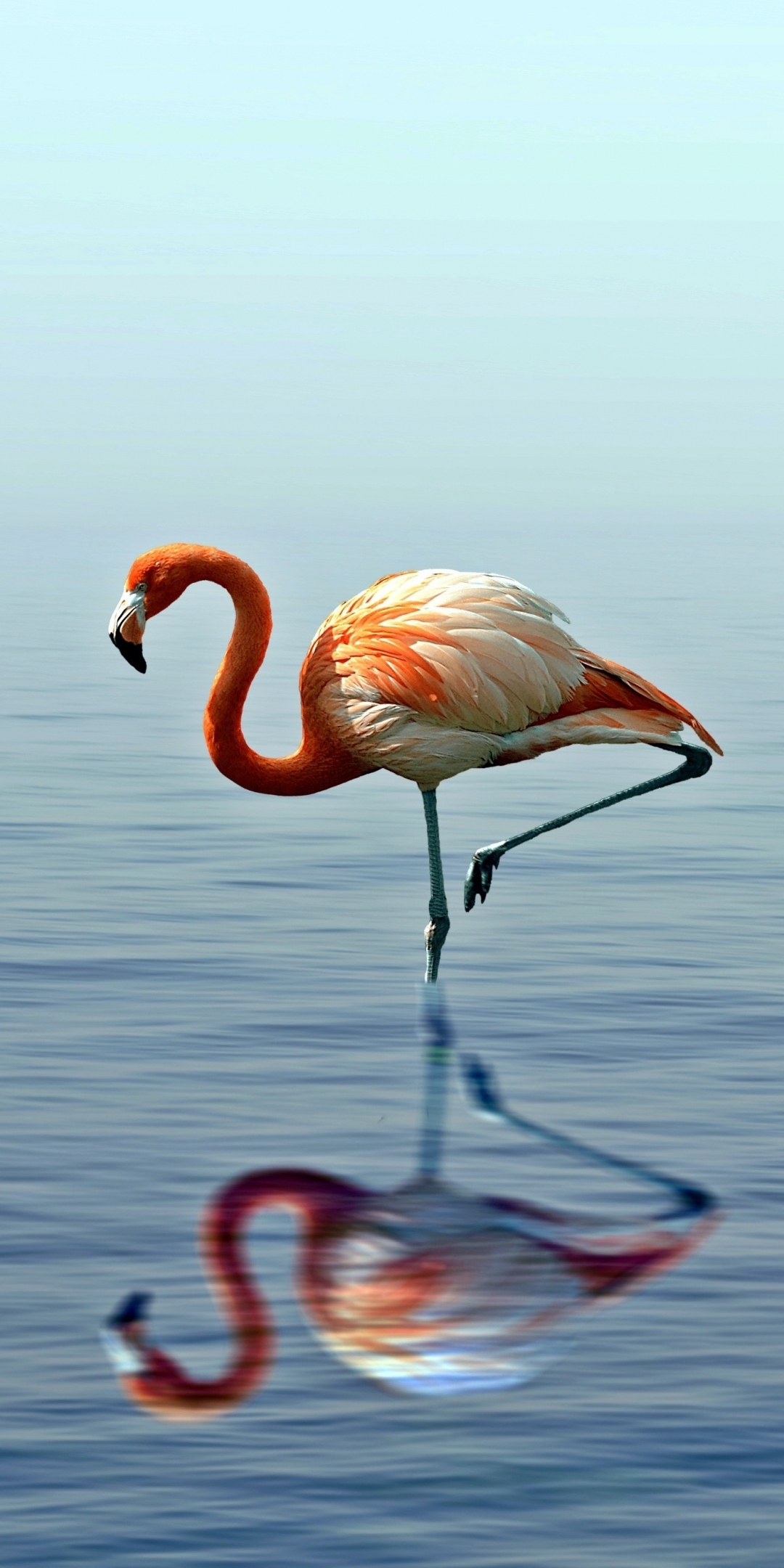 Flamingo, reflection, lake, 1080x2160 wallpaper