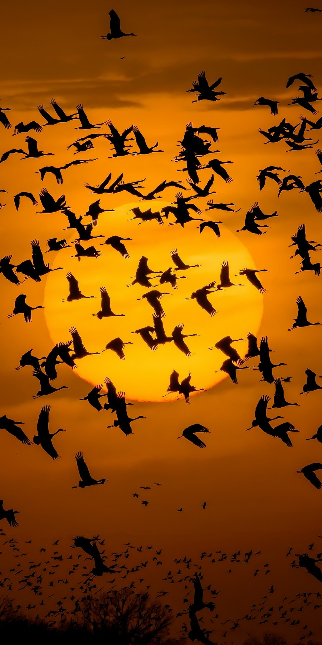 Silhouette, sunset, birds' flight, 1080x2160 wallpaper