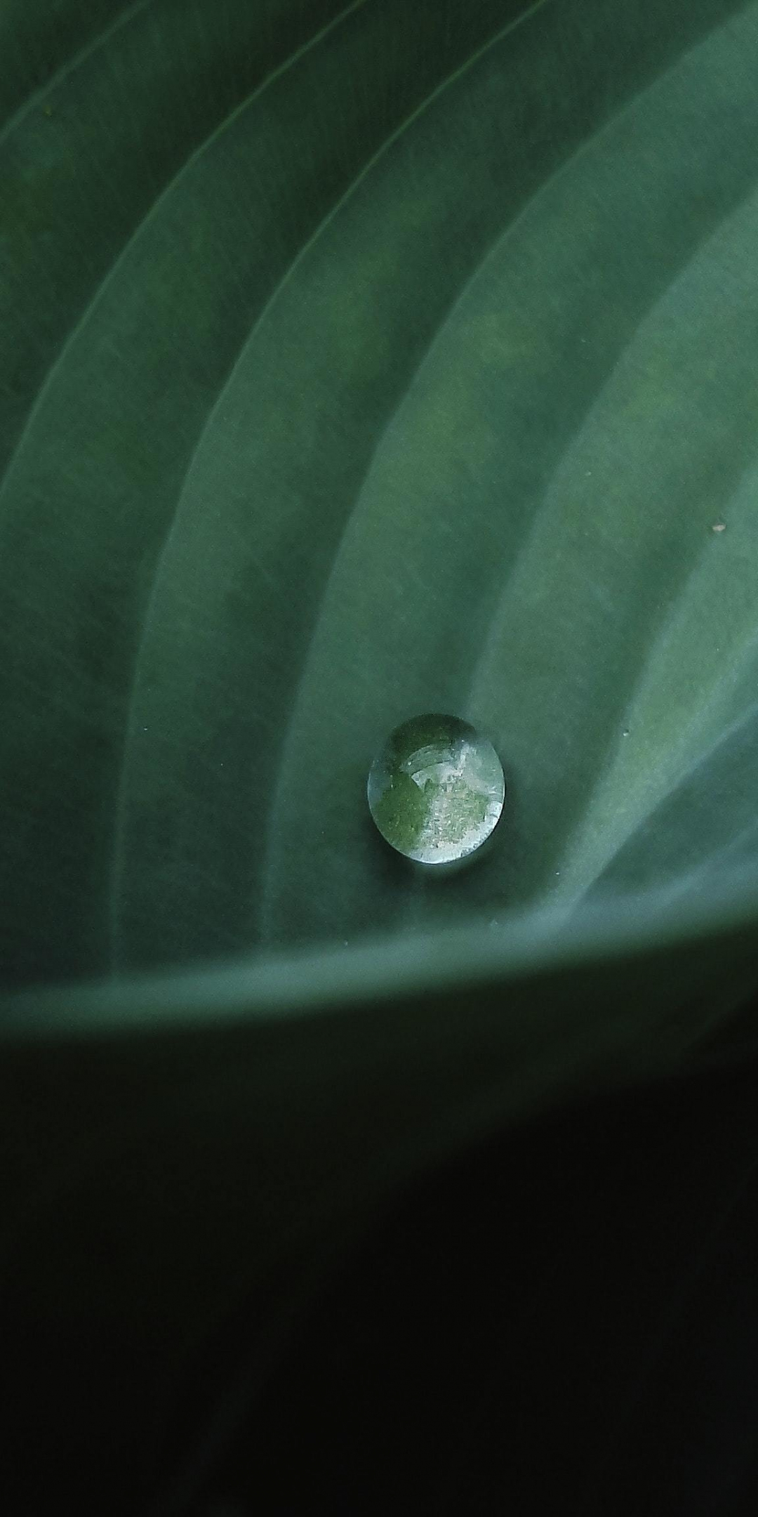 Single droplet, close up, leaf, 1080x2160 wallpaper