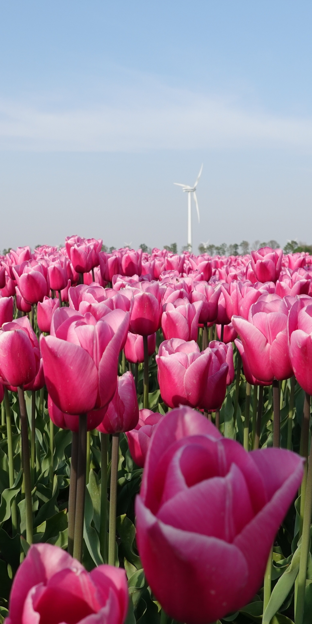 Farm, flowers, pink tulips, 1080x2160 wallpaper