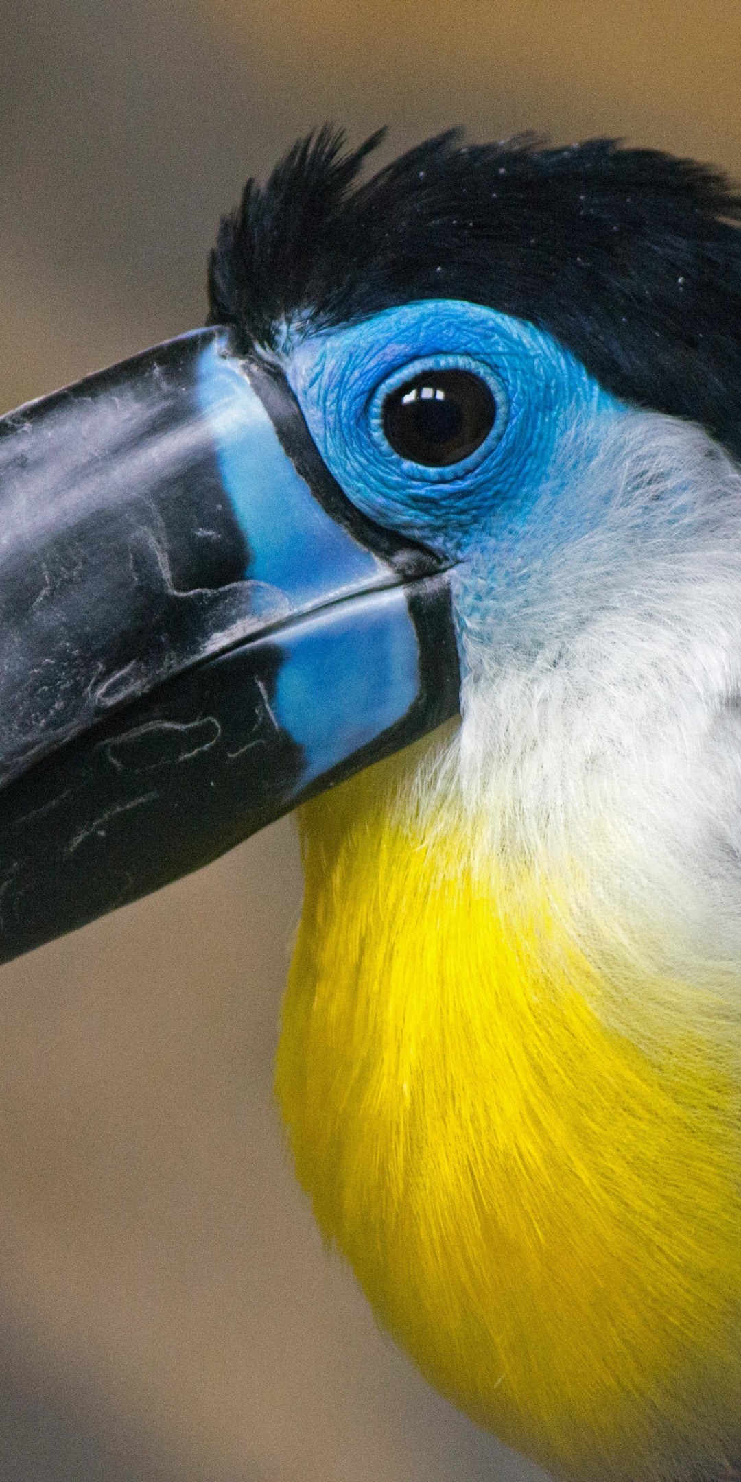 Bird, exotic, toucan, 1080x2160 wallpaper