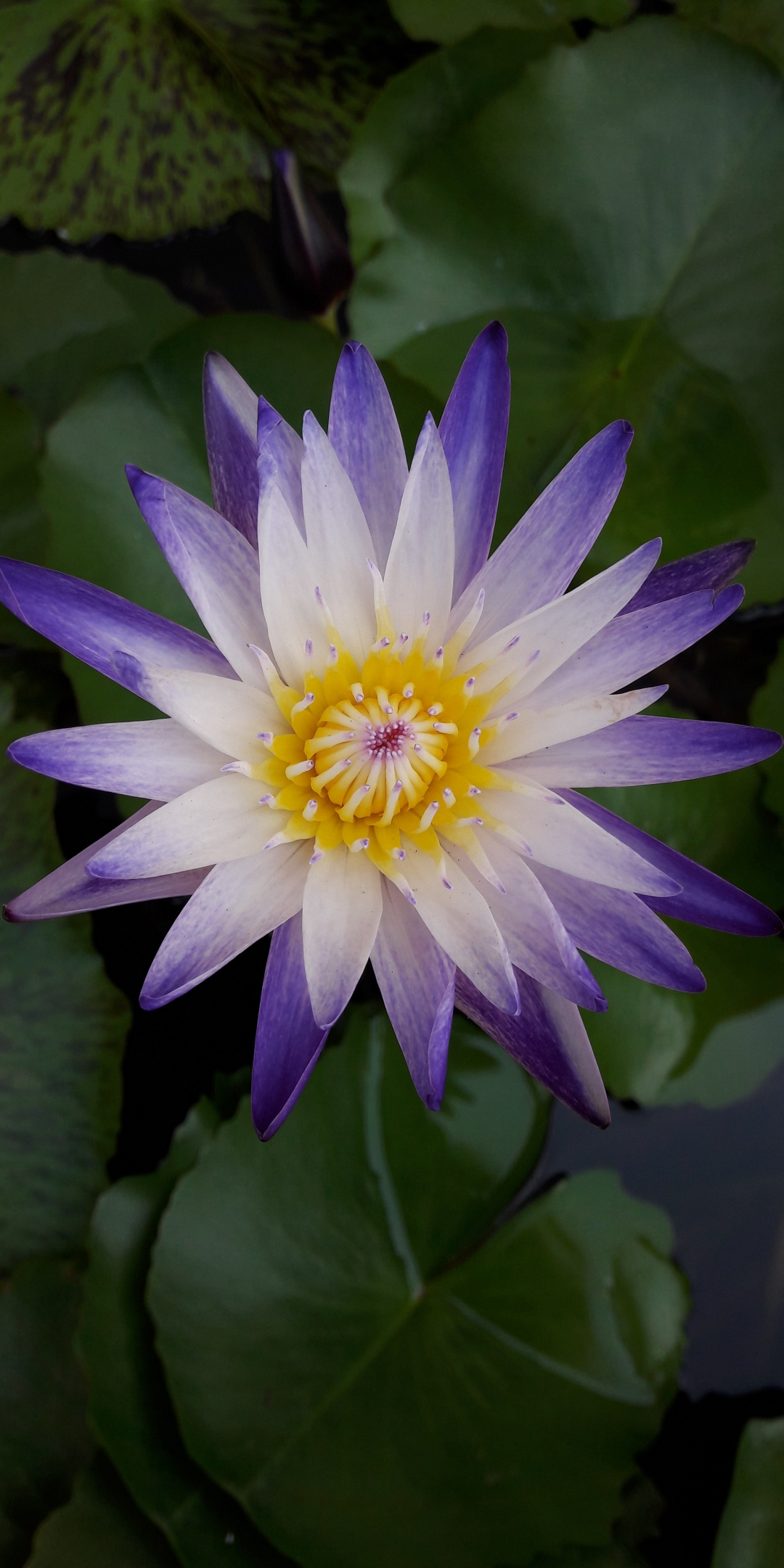 Water lily, bloom, purple white flower, 1080x2160 wallpaper