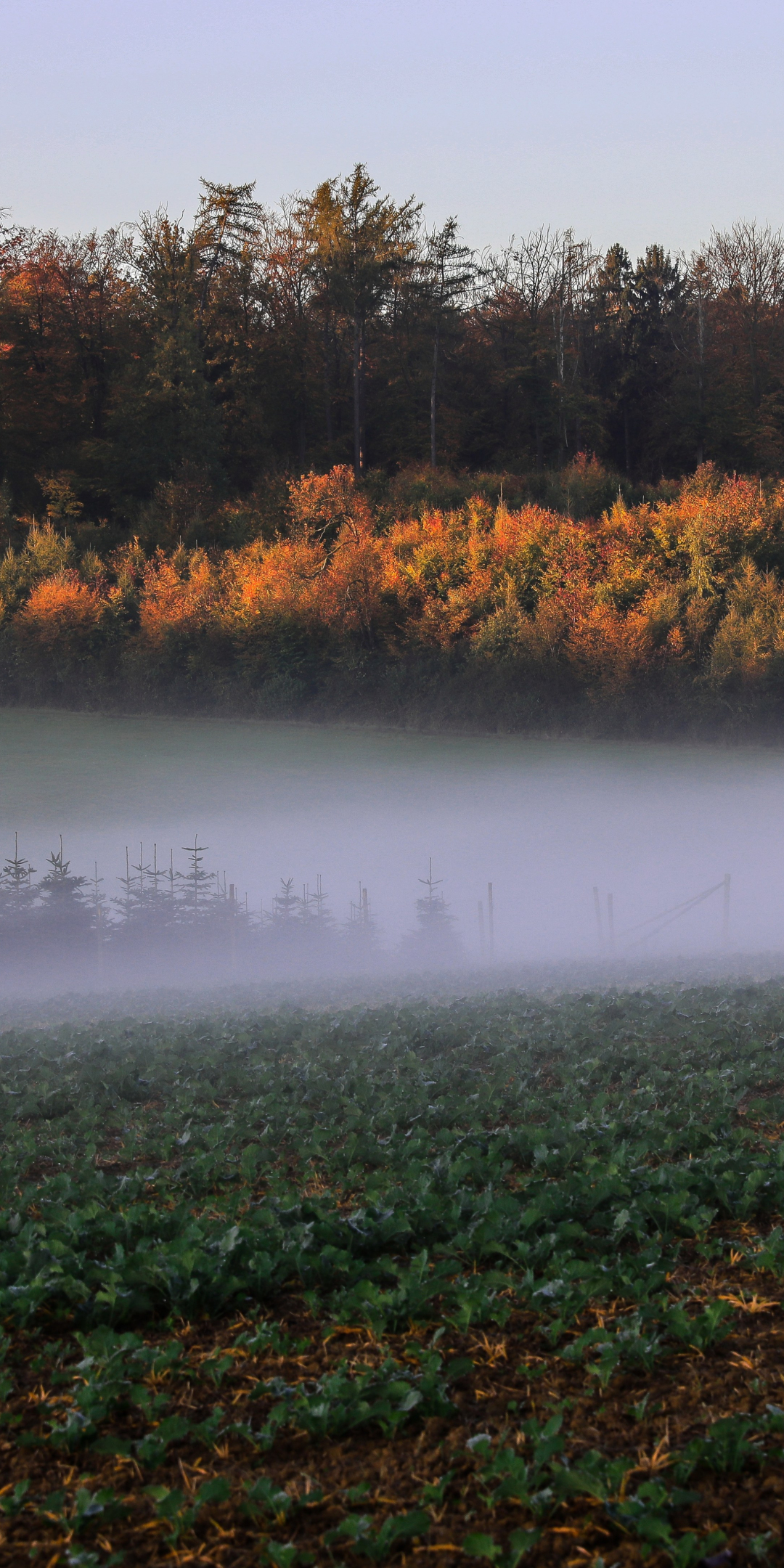 Autumn, landscape, trees, mist, fog, nature, 1080x2160 wallpaper