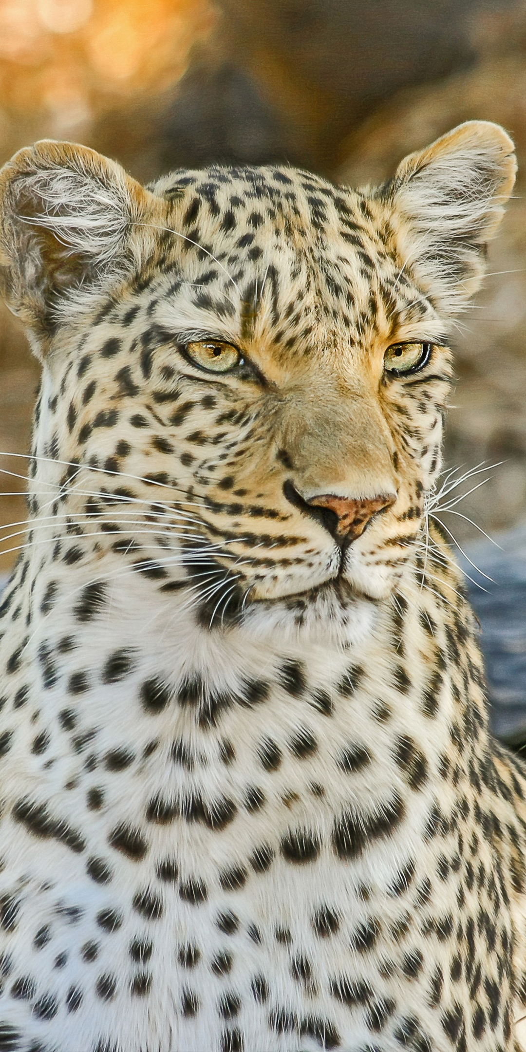 Leopard, wild cat, muzzle, calm, 1080x2160 wallpaper
