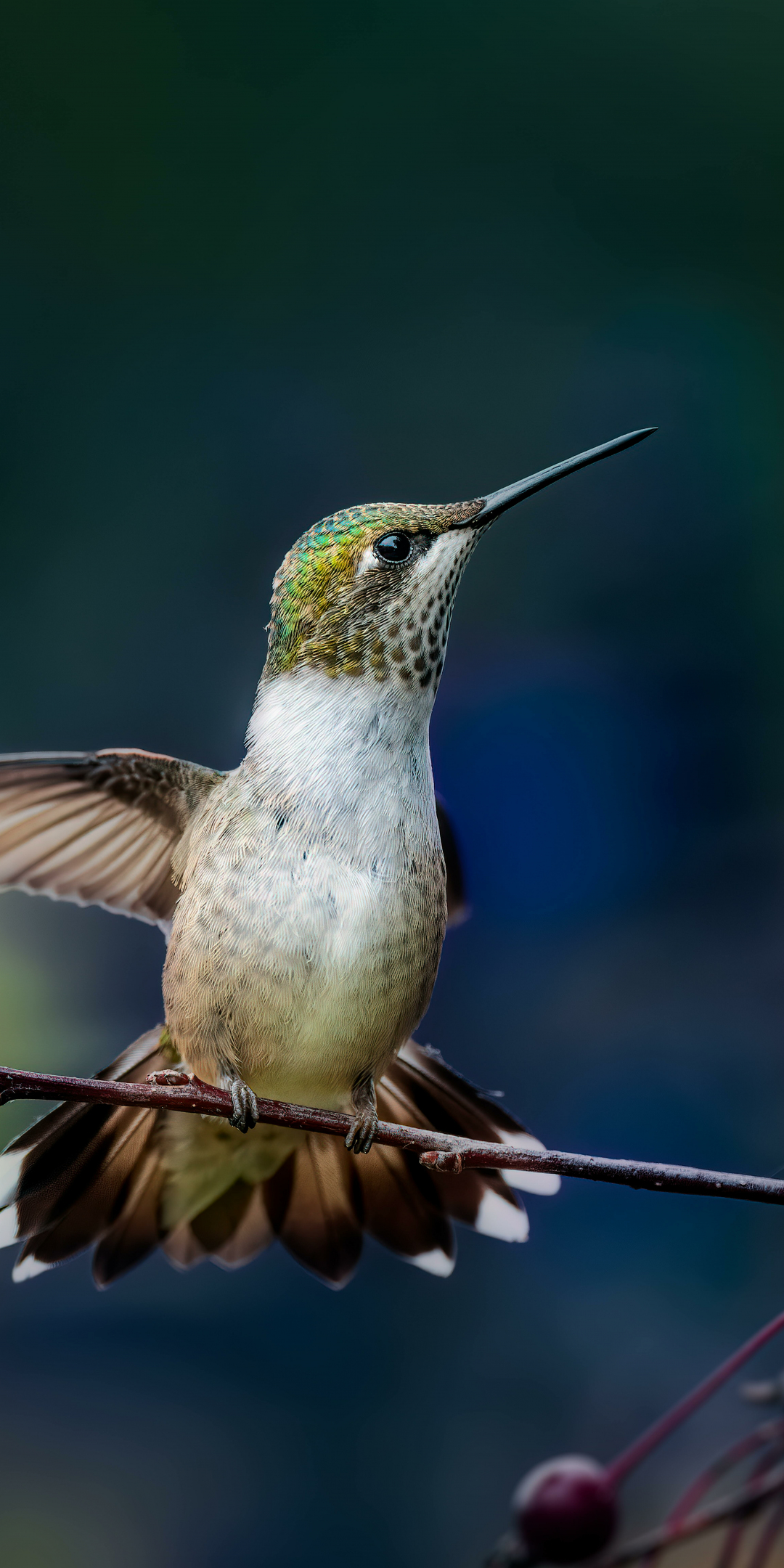 Adorable bird, hummingbird, 1080x2160 wallpaper