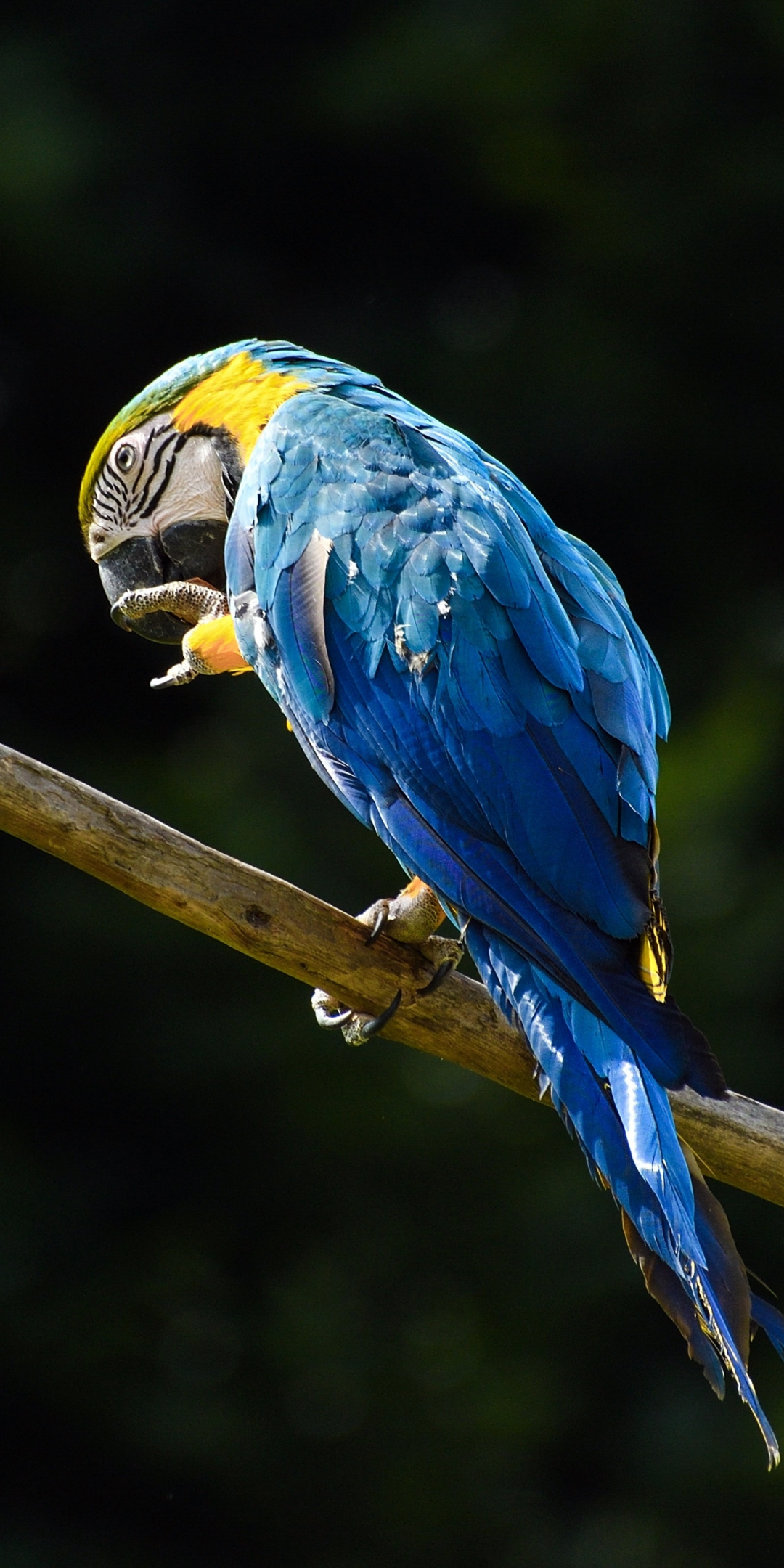Blue, macaw, parrot, 1080x2160 wallpaper