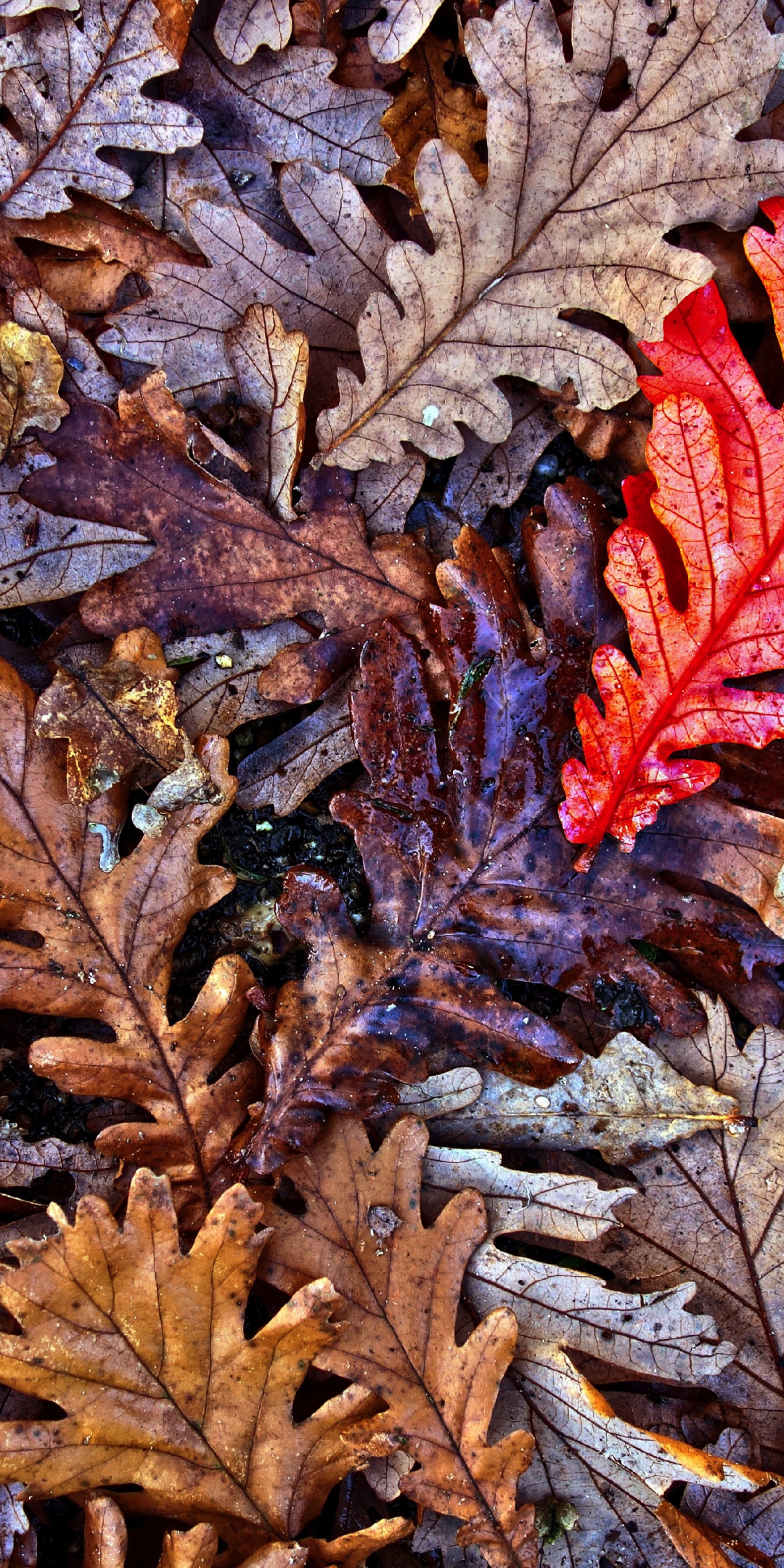 Oak leaves, autumn, fall, 1080x2160 wallpaper