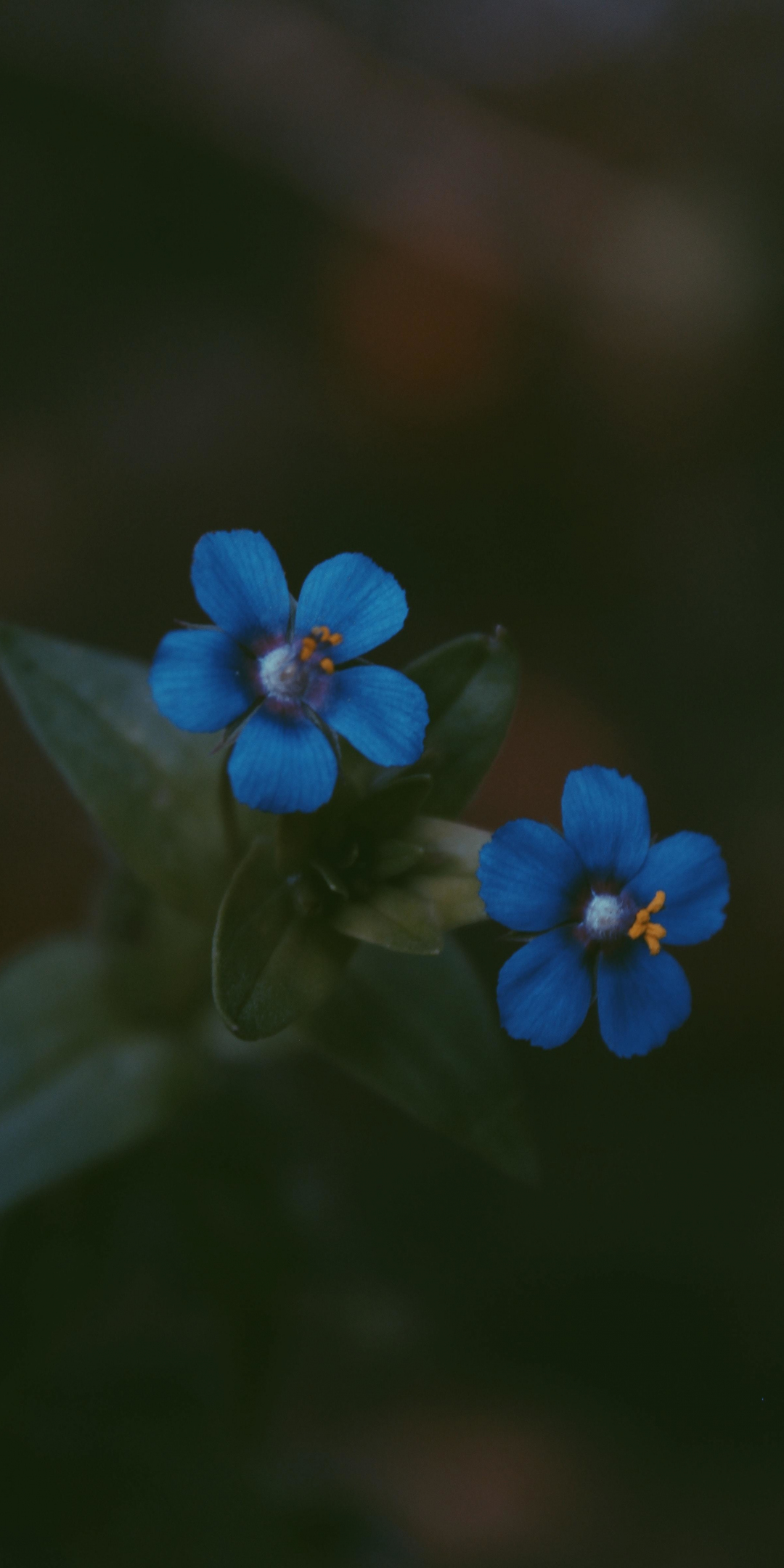 Blue, bright flowers, pair, 1080x2160 wallpaper