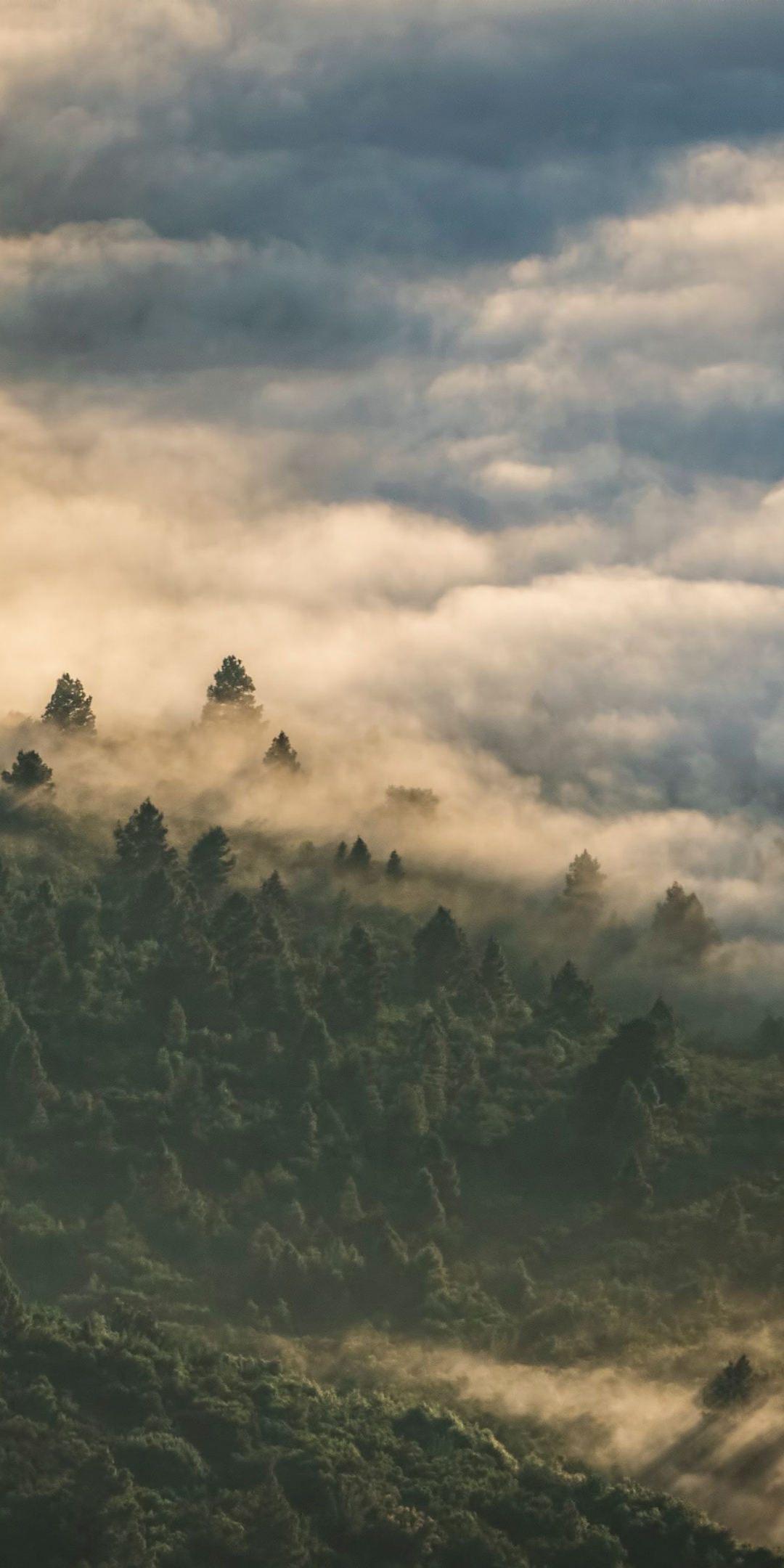 Download 1080x2160 Wallpaper Forest Clouds Aerial View Nature Honor