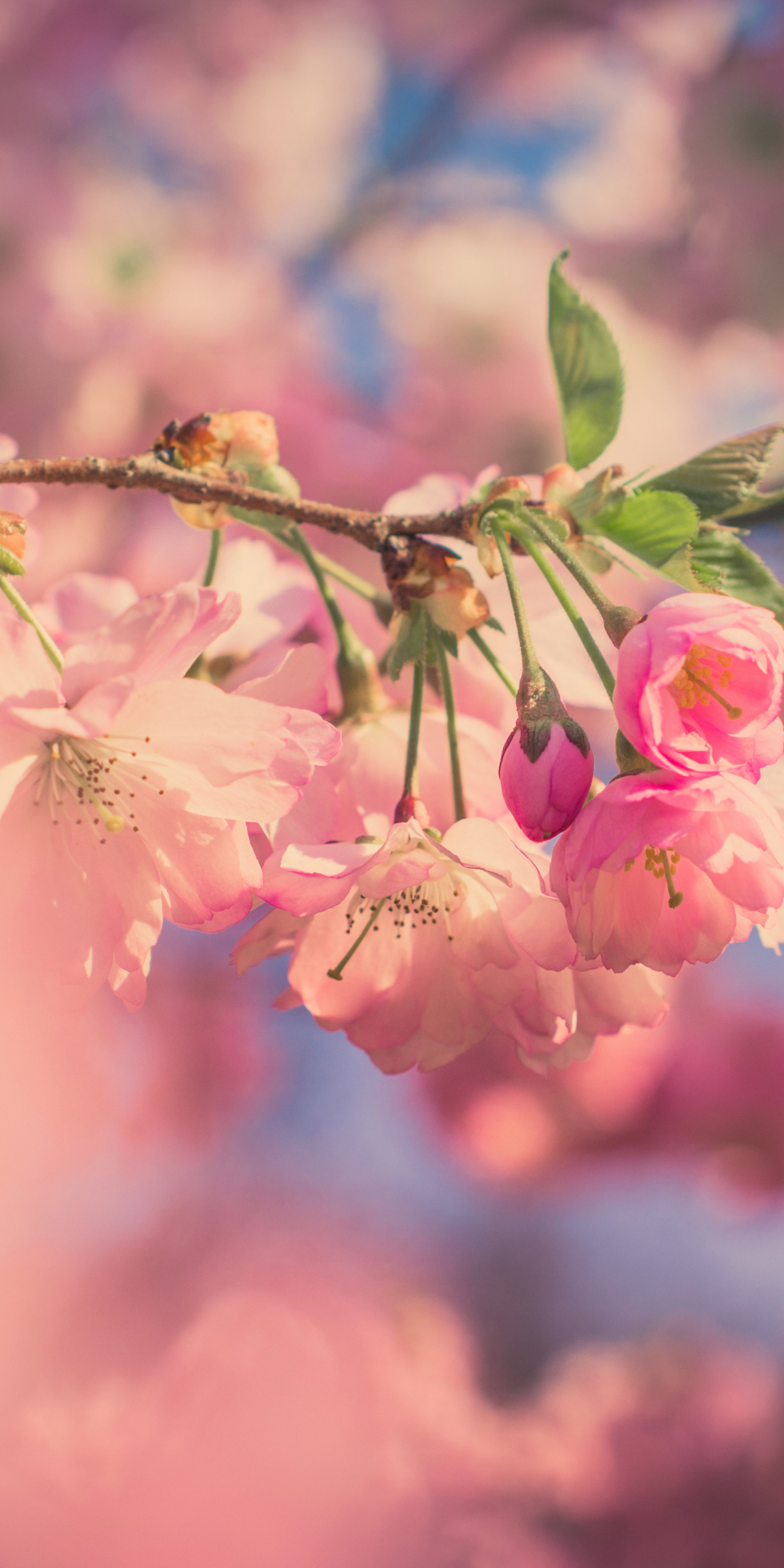 Pink flowers, cherry blossom, spring, blur, 1080x2160 wallpaper