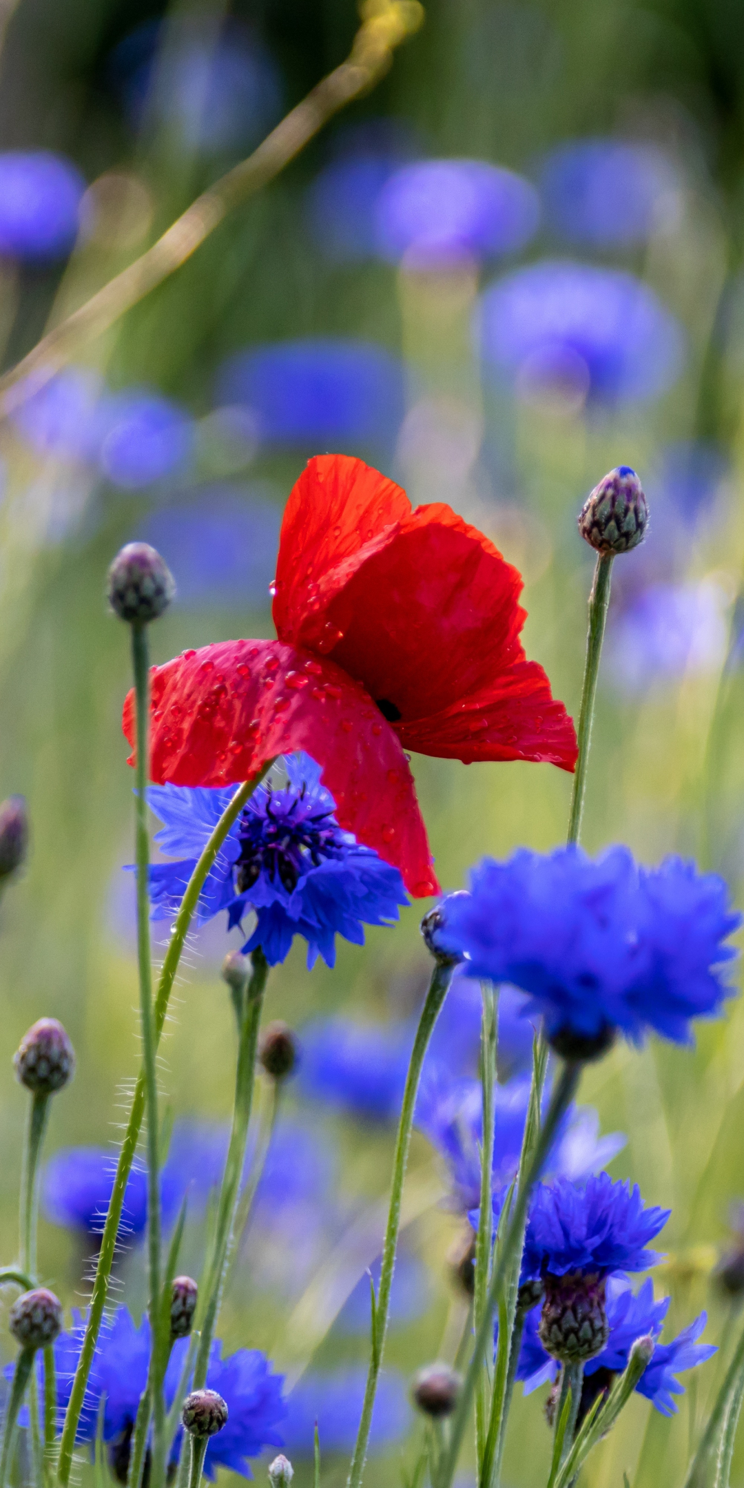 Red poppy, blue flowers, meadow, spring, 1080x2160 wallpaper