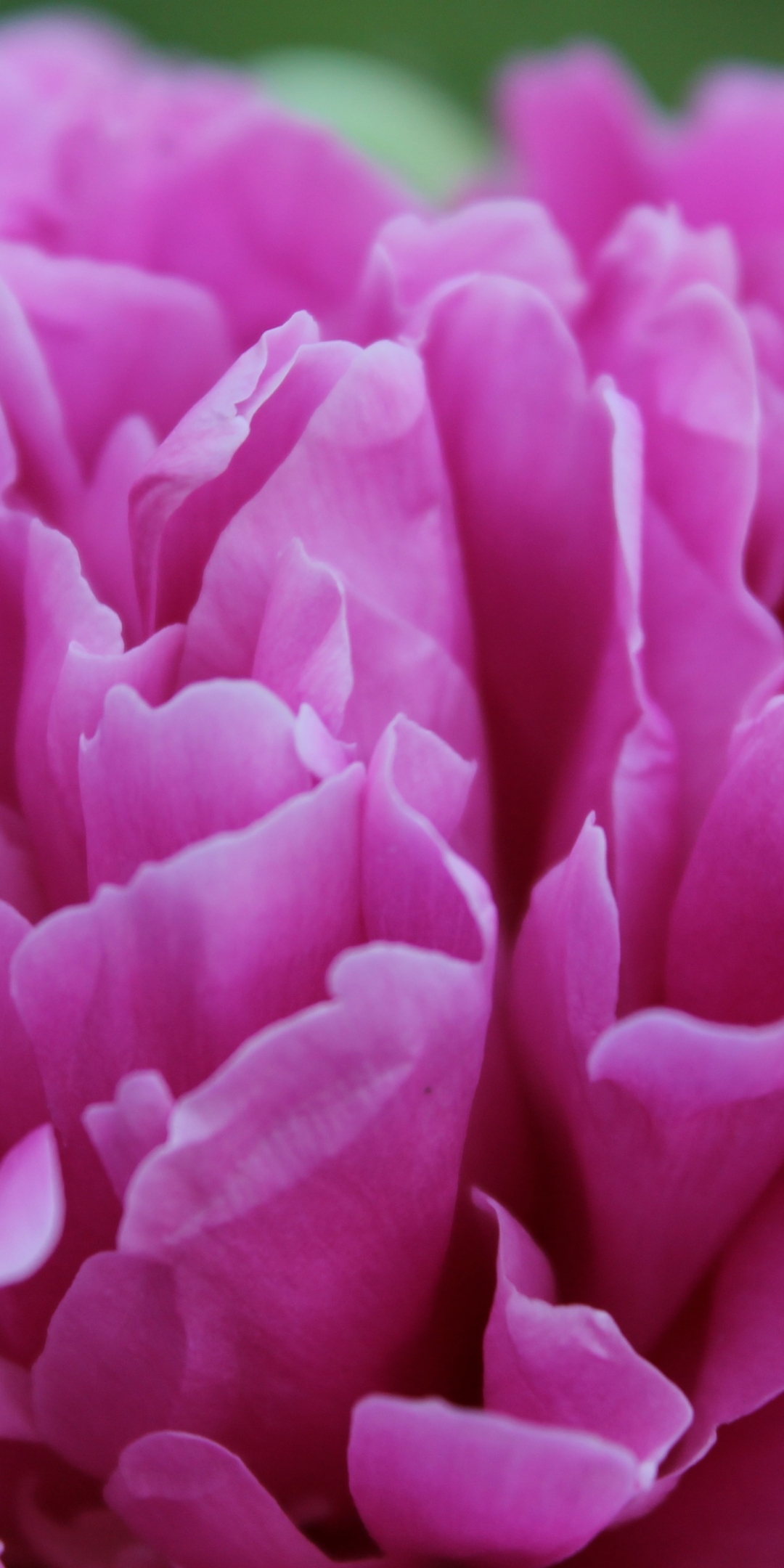 Peony, flower, pink, close up, 1080x2160 wallpaper