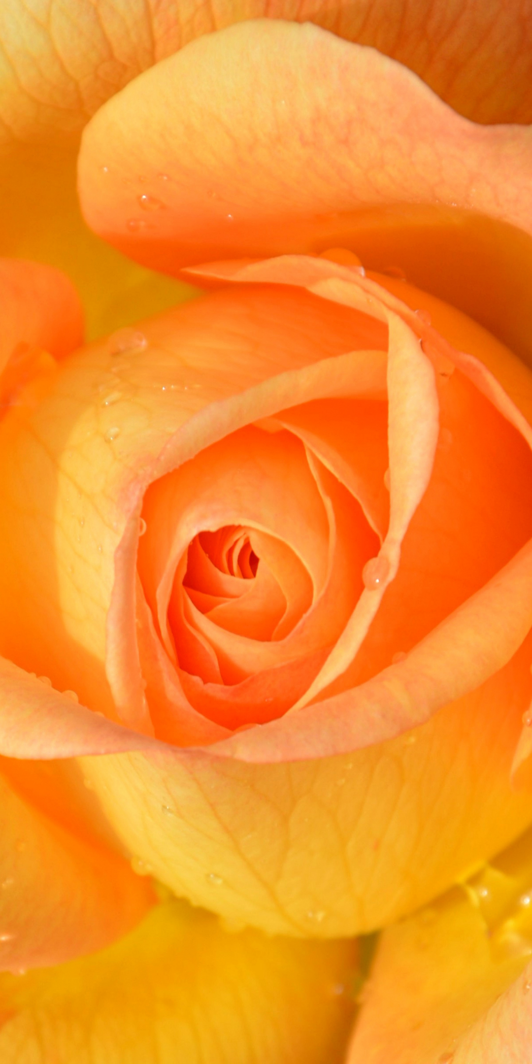 Drops, orange rose, close up, 1080x2160 wallpaper