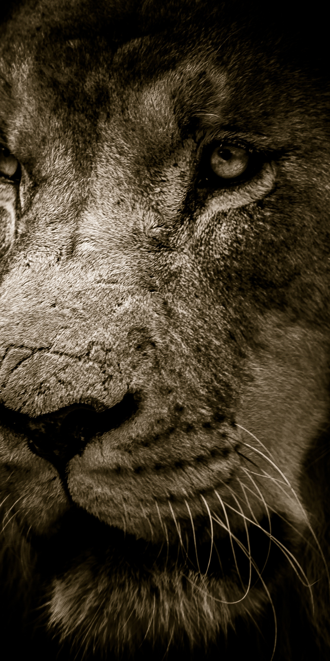 Lion, fur, muzzle, predator, 1080x2160 wallpaper