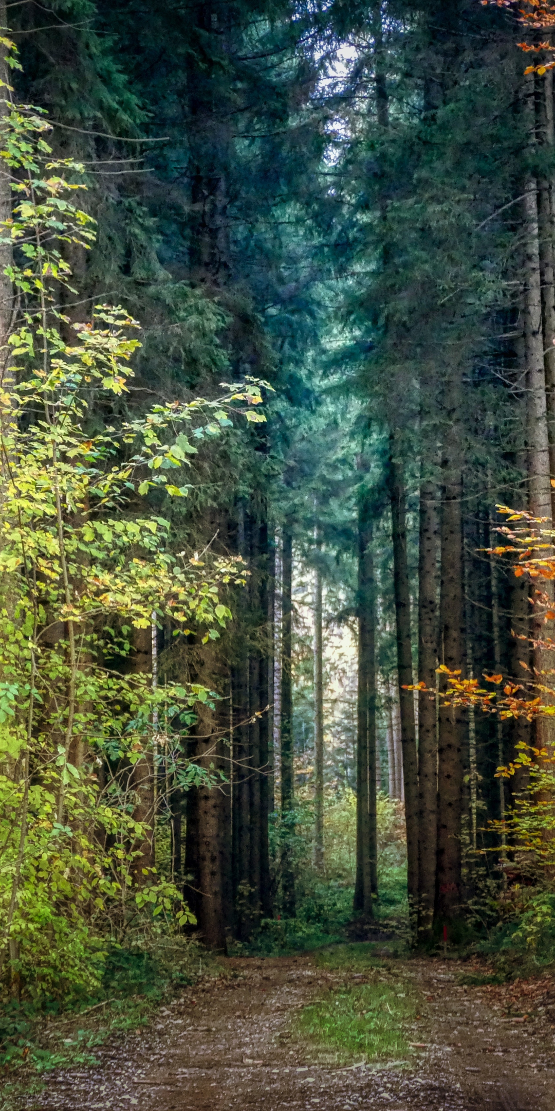 Forest, trees, green, pathway, autumn, 1080x2160 wallpaper