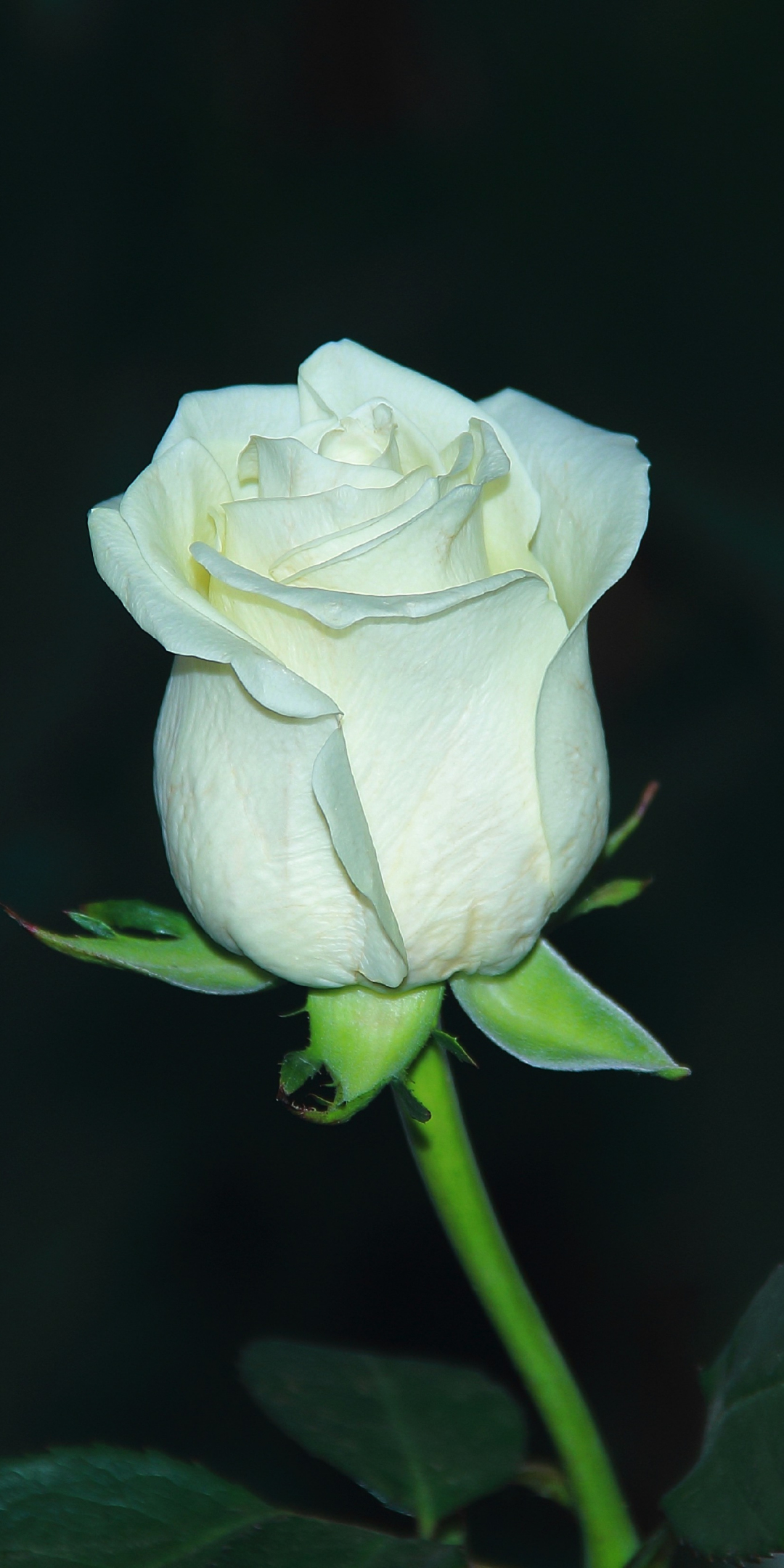 White rose, bud, flower, portrait, 1080x2160 wallpaper