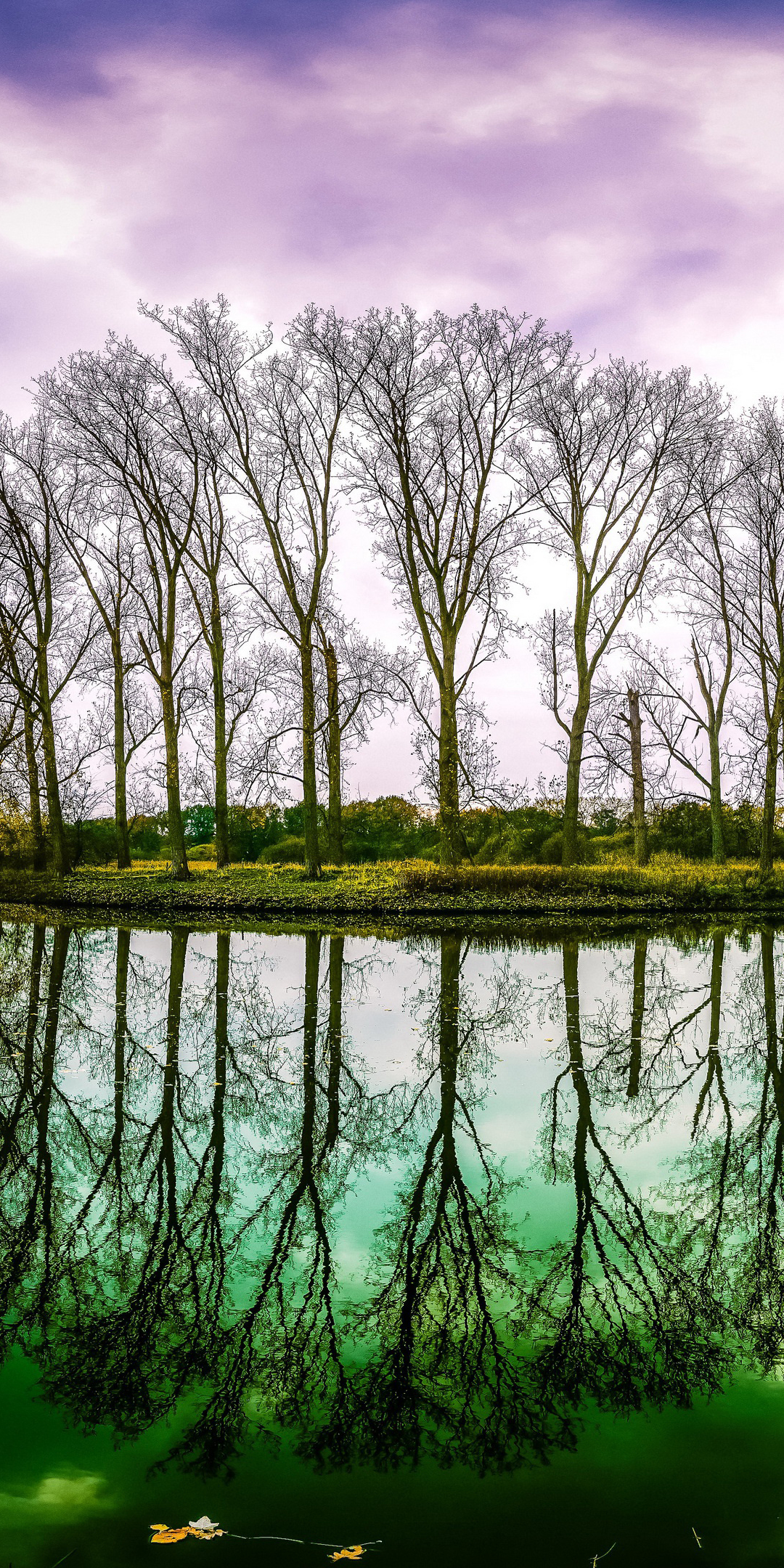 Trees, lake, reflections, 1080x2160 wallpaper