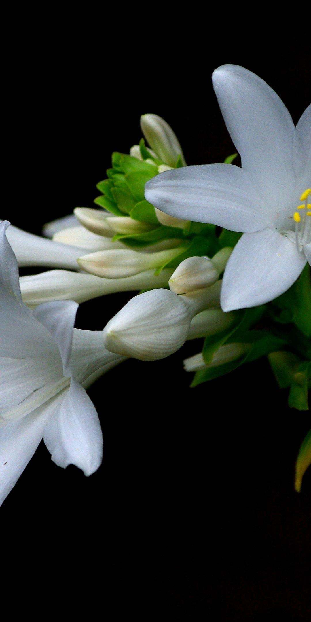 White, Daylily, portrait, flowers, 1080x2160 wallpaper