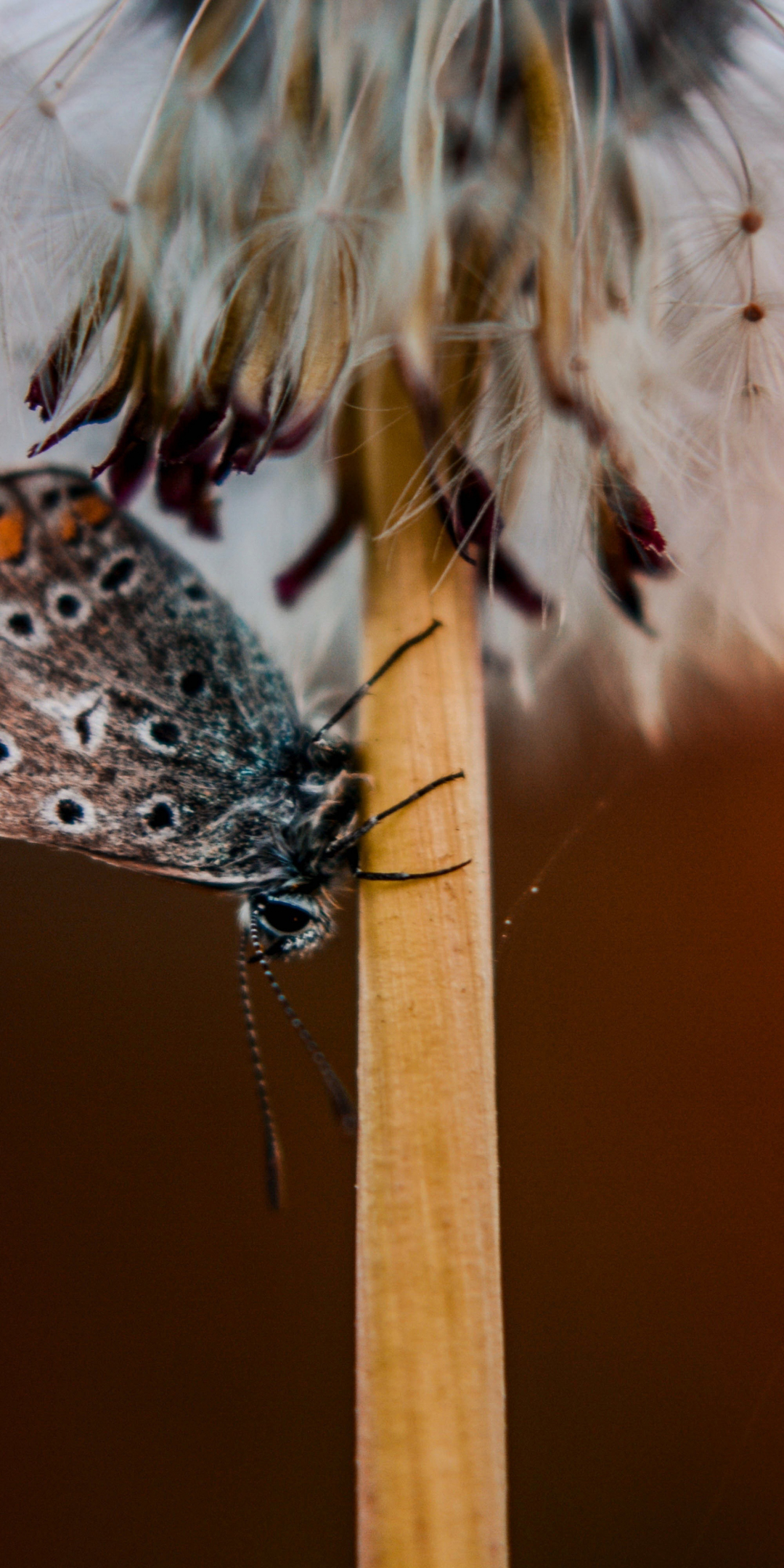 Butterfly, dandelion, close up, 1080x2160 wallpaper