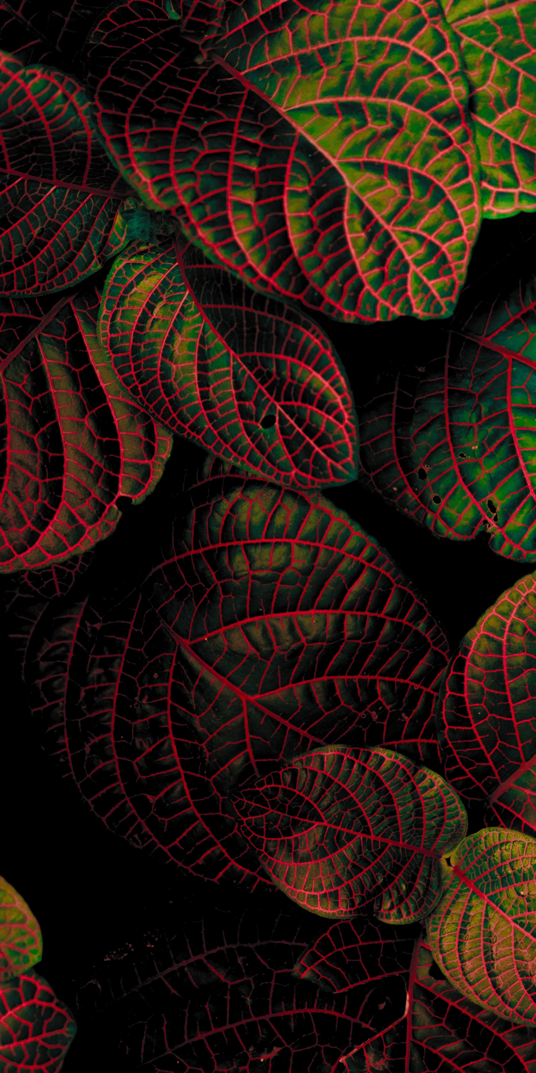 Bright, leaves, plant, contrast, close up, 1080x2160 wallpaper