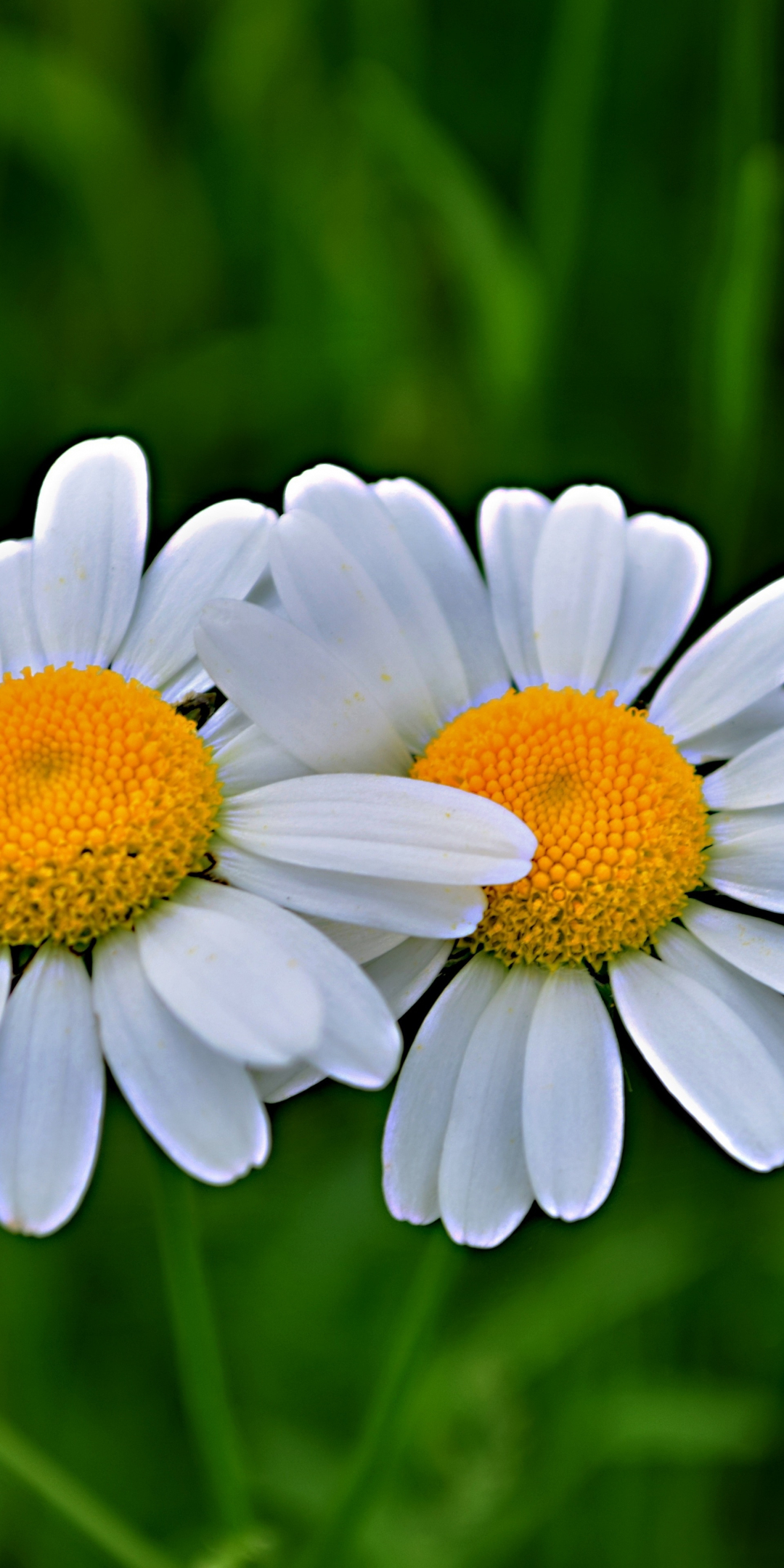 Daisy, flowers, pair, blur, 1080x2160 wallpaper