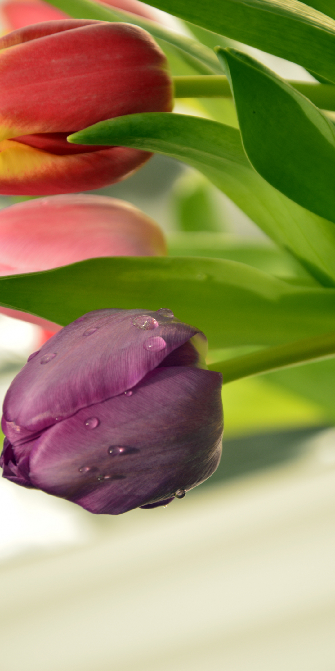 Close up, fresh, tulips, 1080x2160 wallpaper
