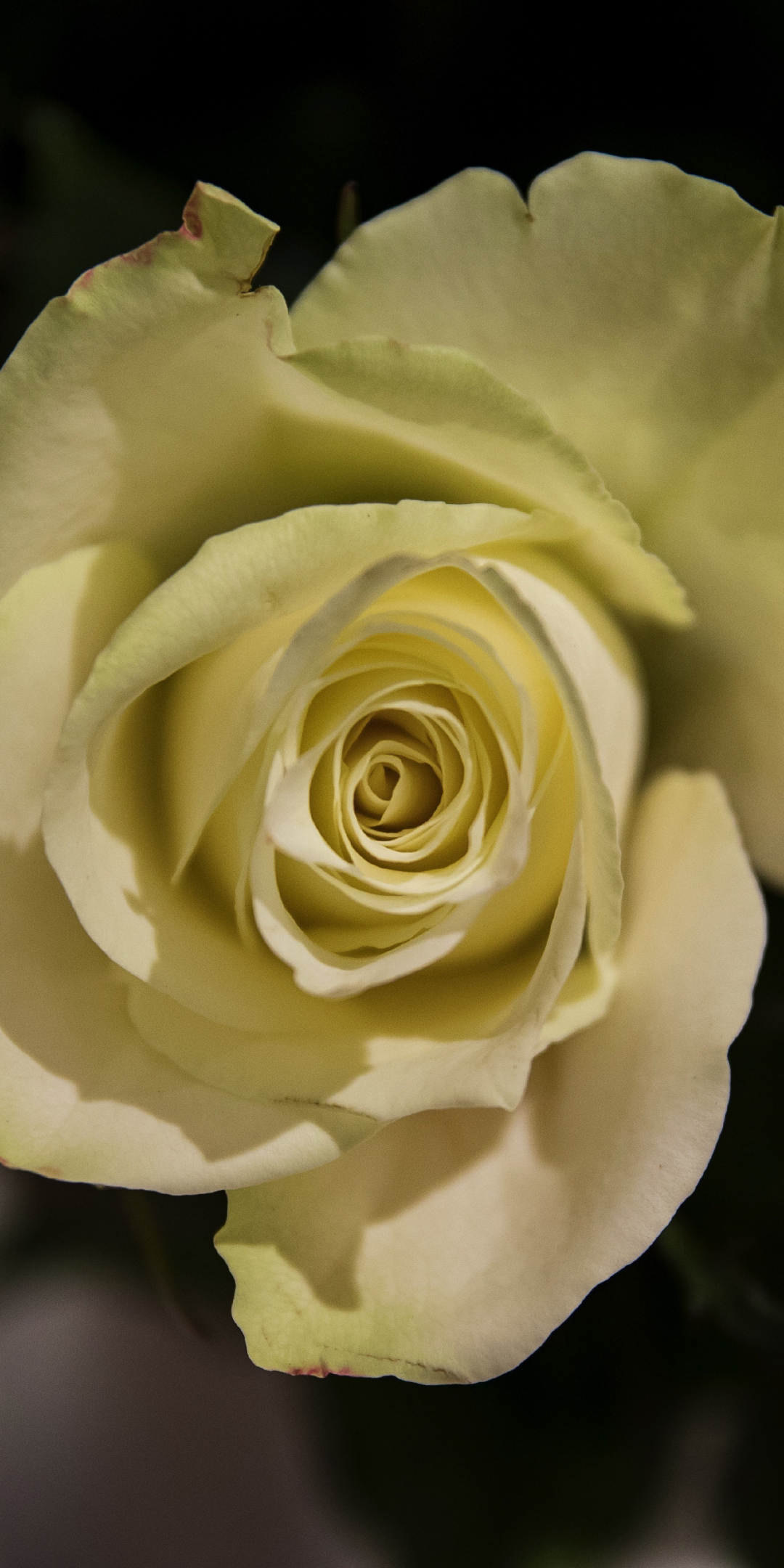 Yellow rose, flowers, close up, 1080x2160 wallpaper