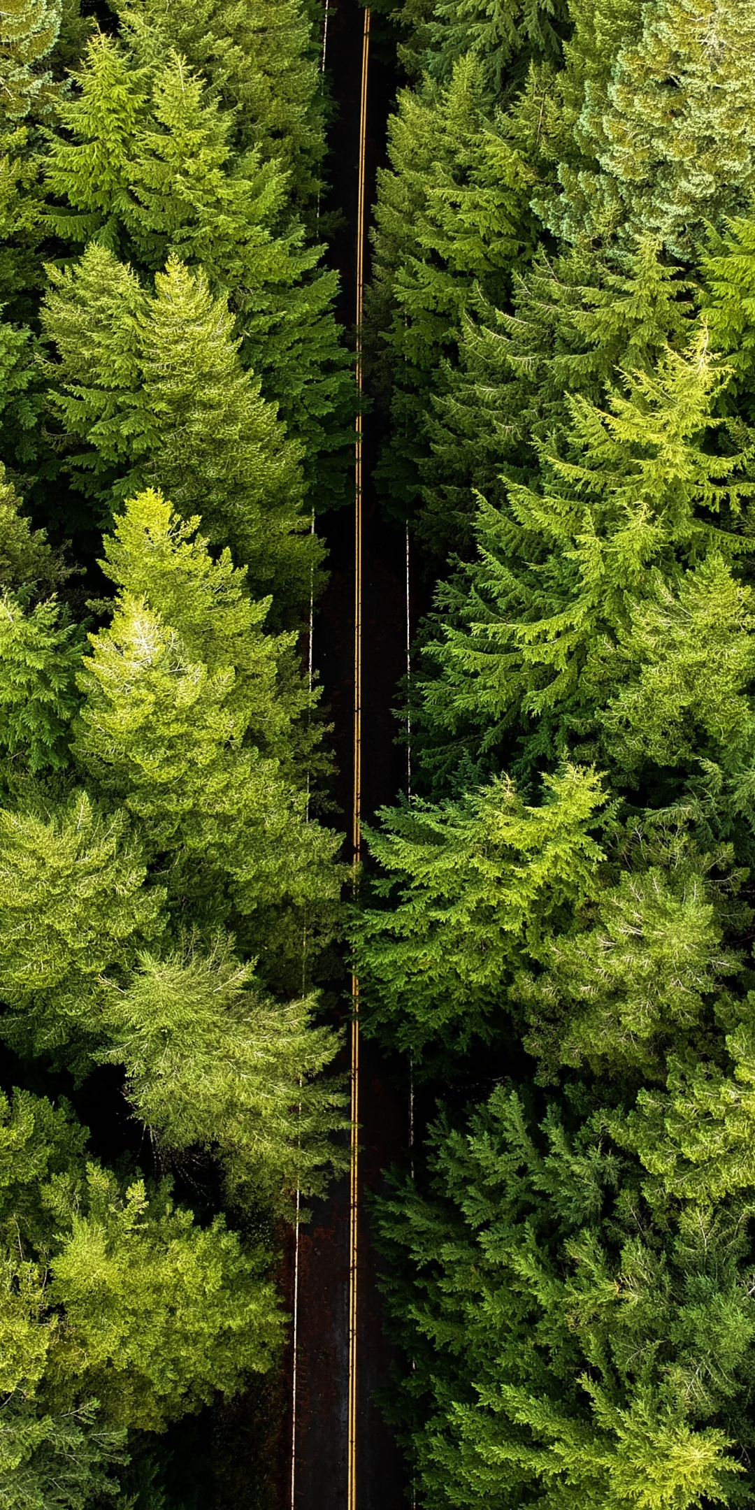 Aerial shot, highway, trees, 1080x2160 wallpaper