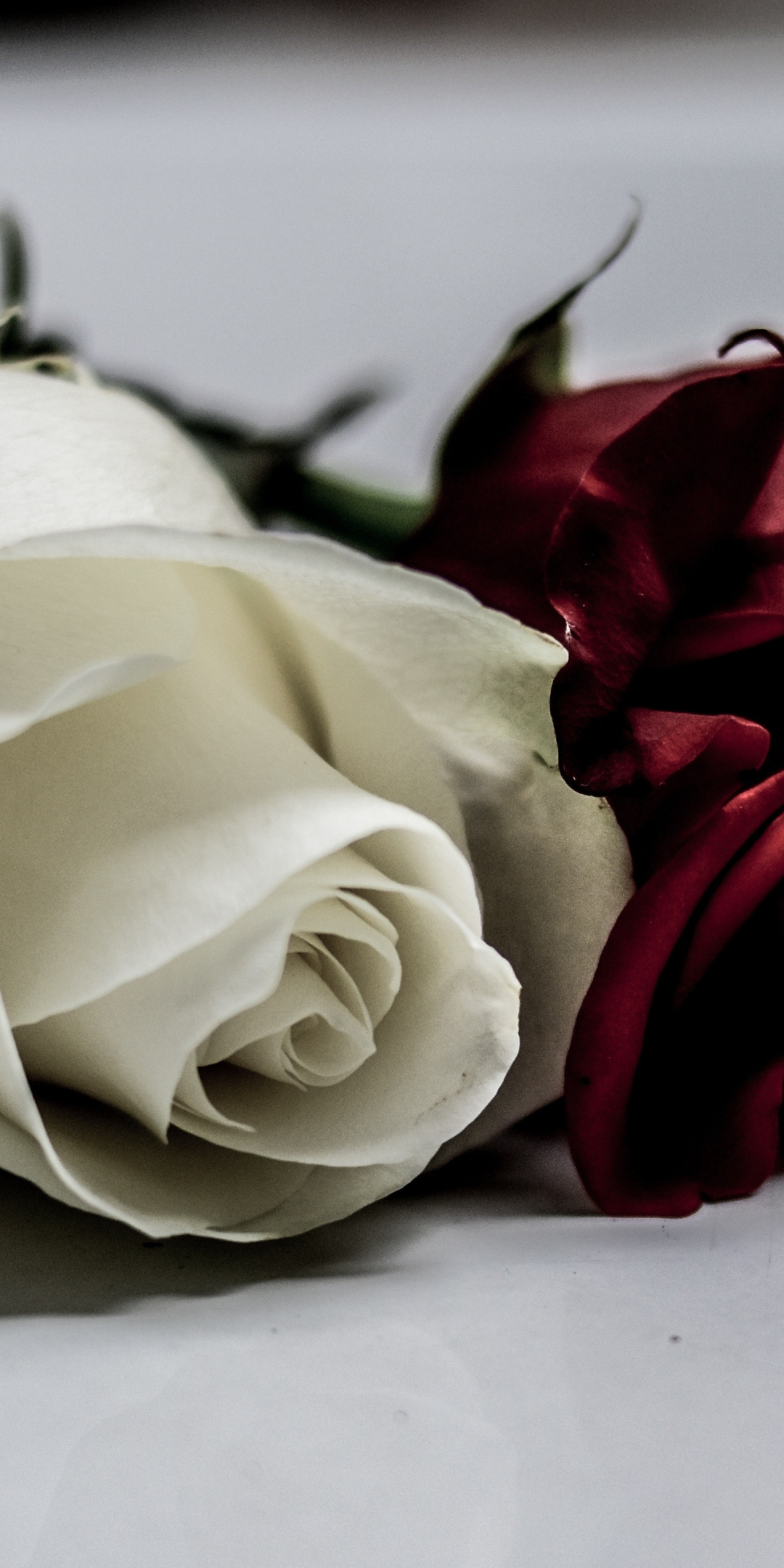 White & red roses, flowers, 1080x2160 wallpaper
