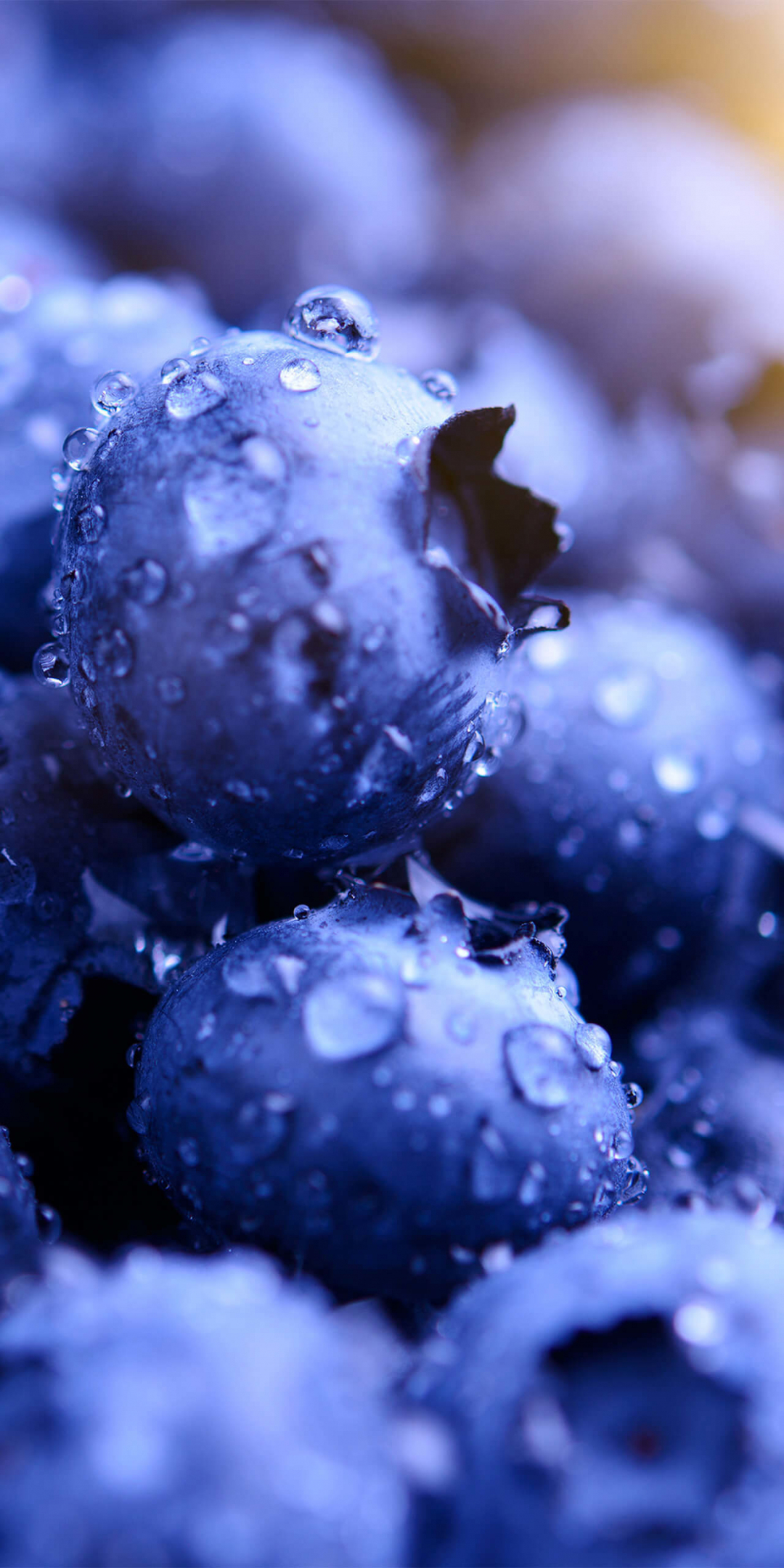 Blueberries, drops, macro, 1080x2160 wallpaper