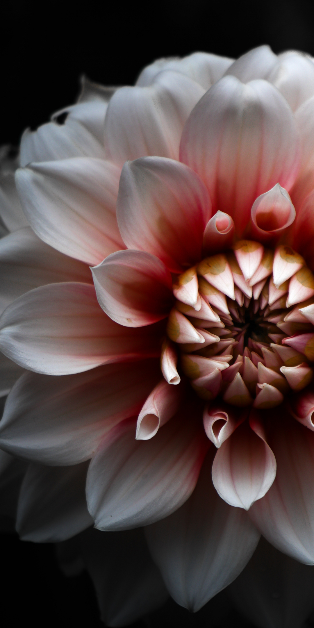 Close up, Dahlia, petals, flowers, 1080x2160 wallpaper