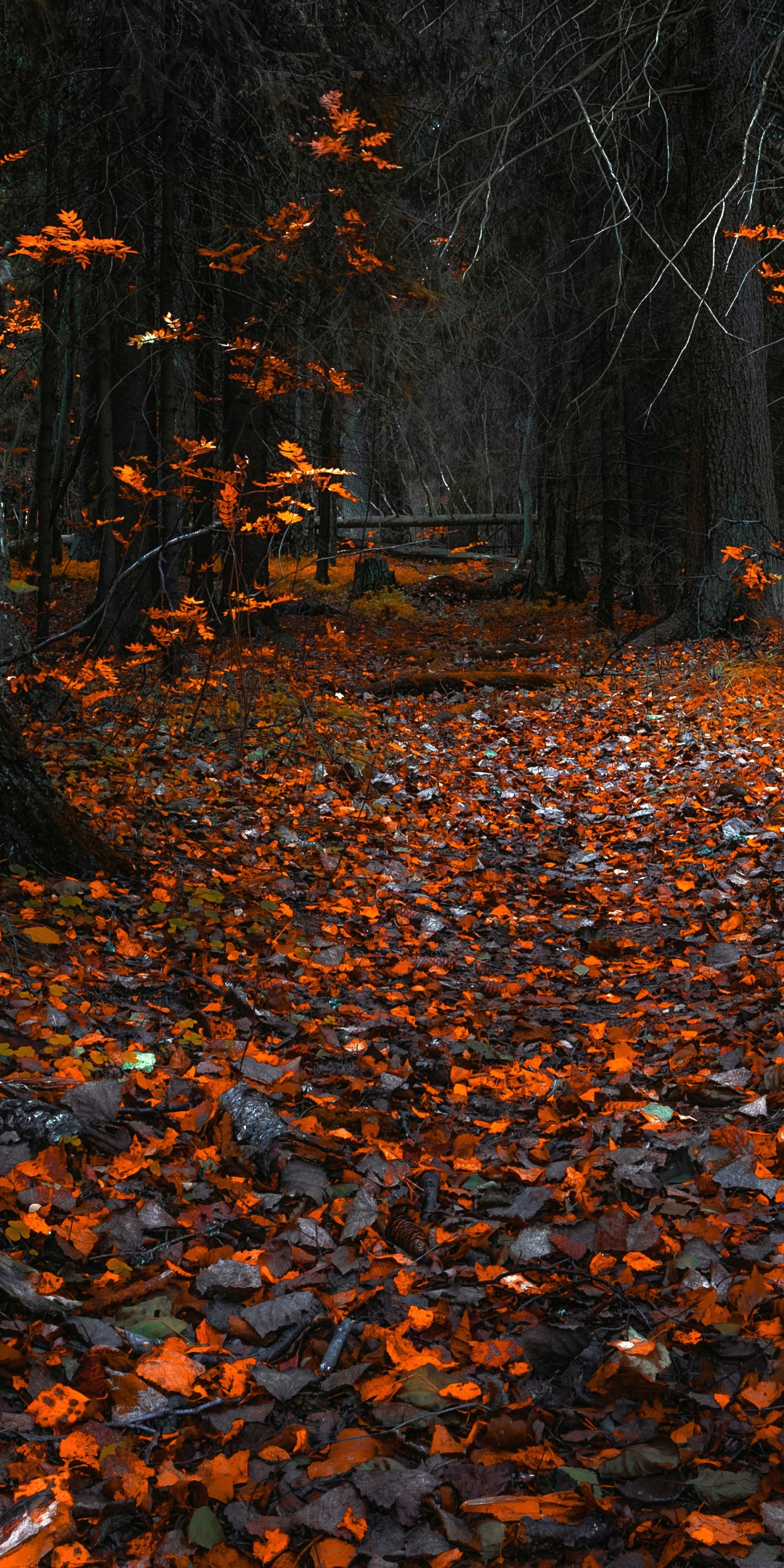 Autumn, orange leaves, forest, nature, 1080x2160 wallpaper